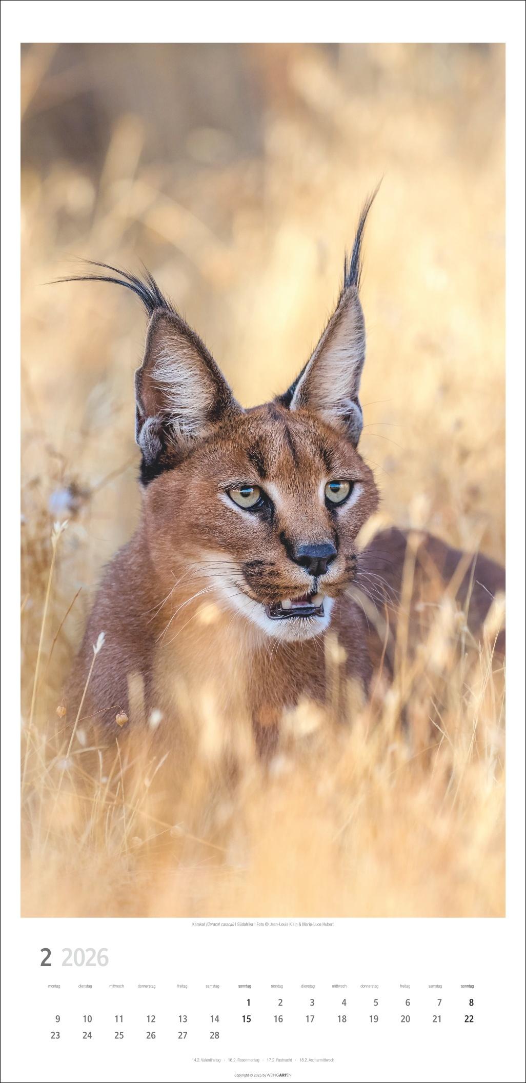 Beispielinhalt (Bild) Big Cats Kalender 2026
