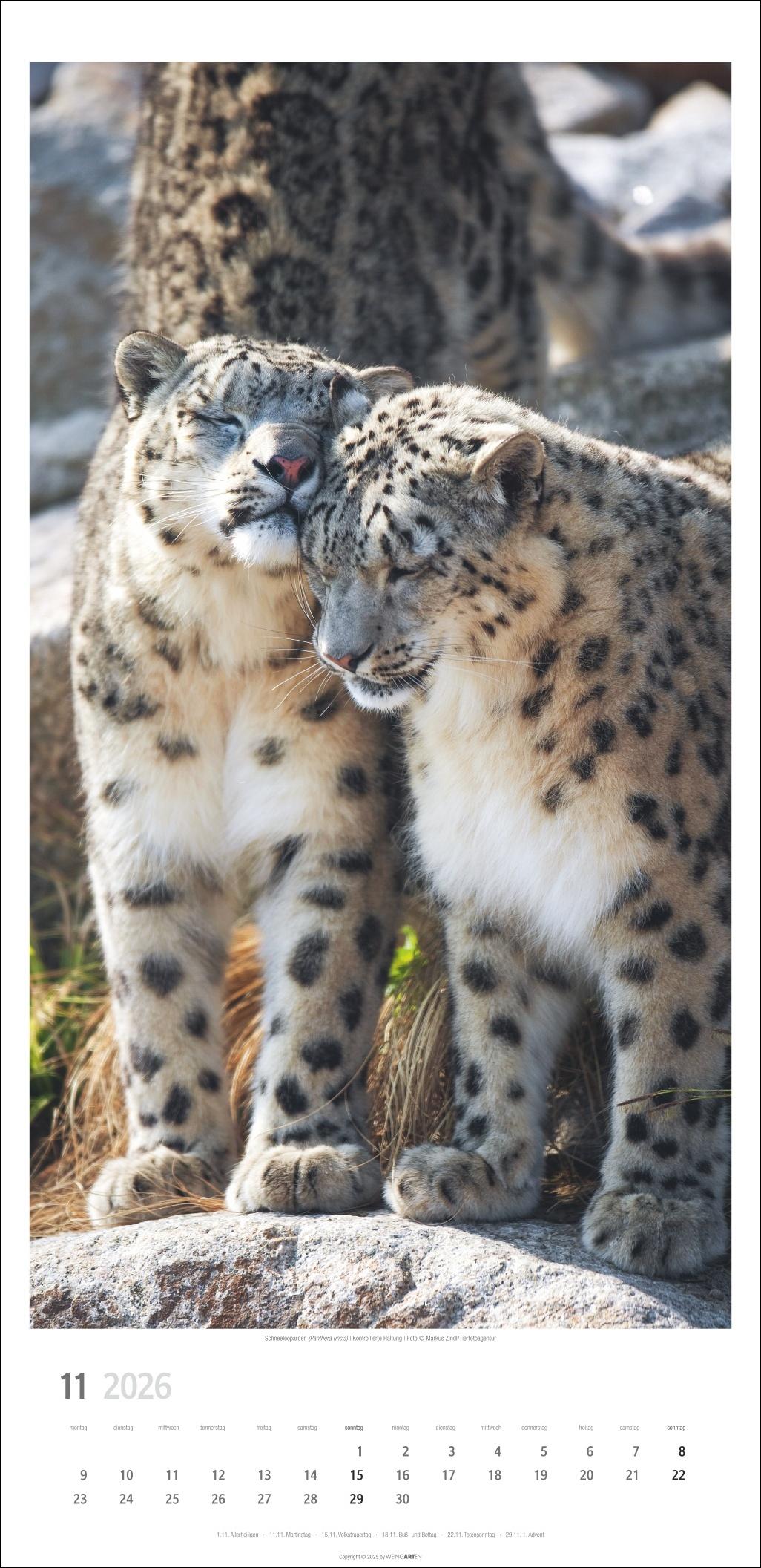 Beispielinhalt (Bild) Big Cats Kalender 2026