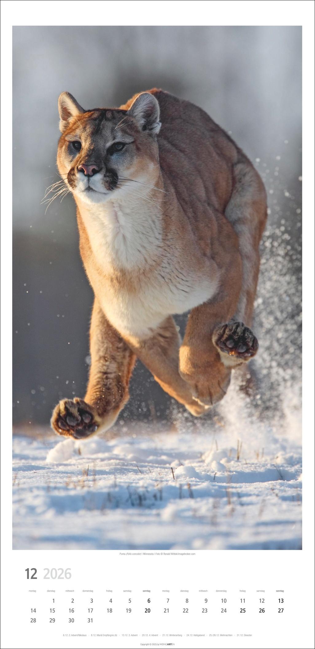 Beispielinhalt (Bild) Big Cats Kalender 2026