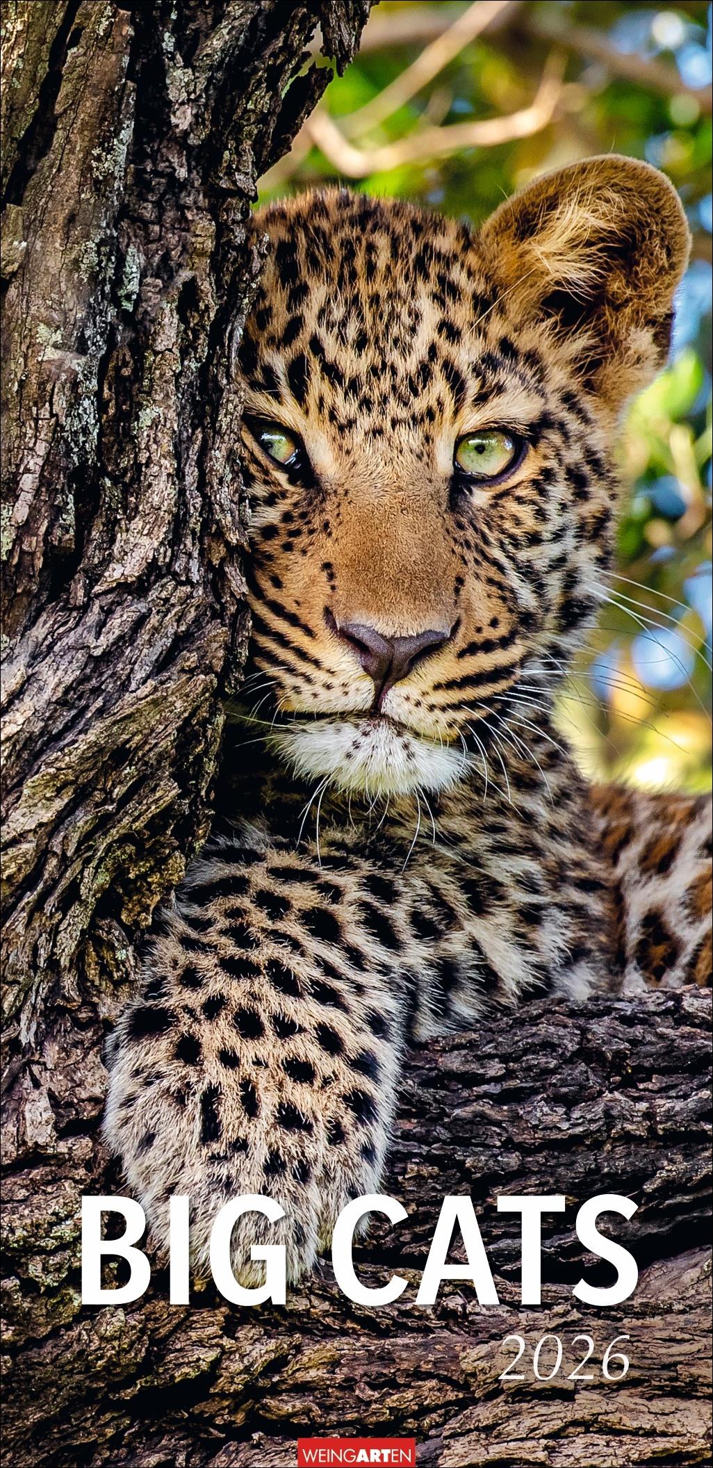 Vorderes Coverbild Big Cats Kalender 2026