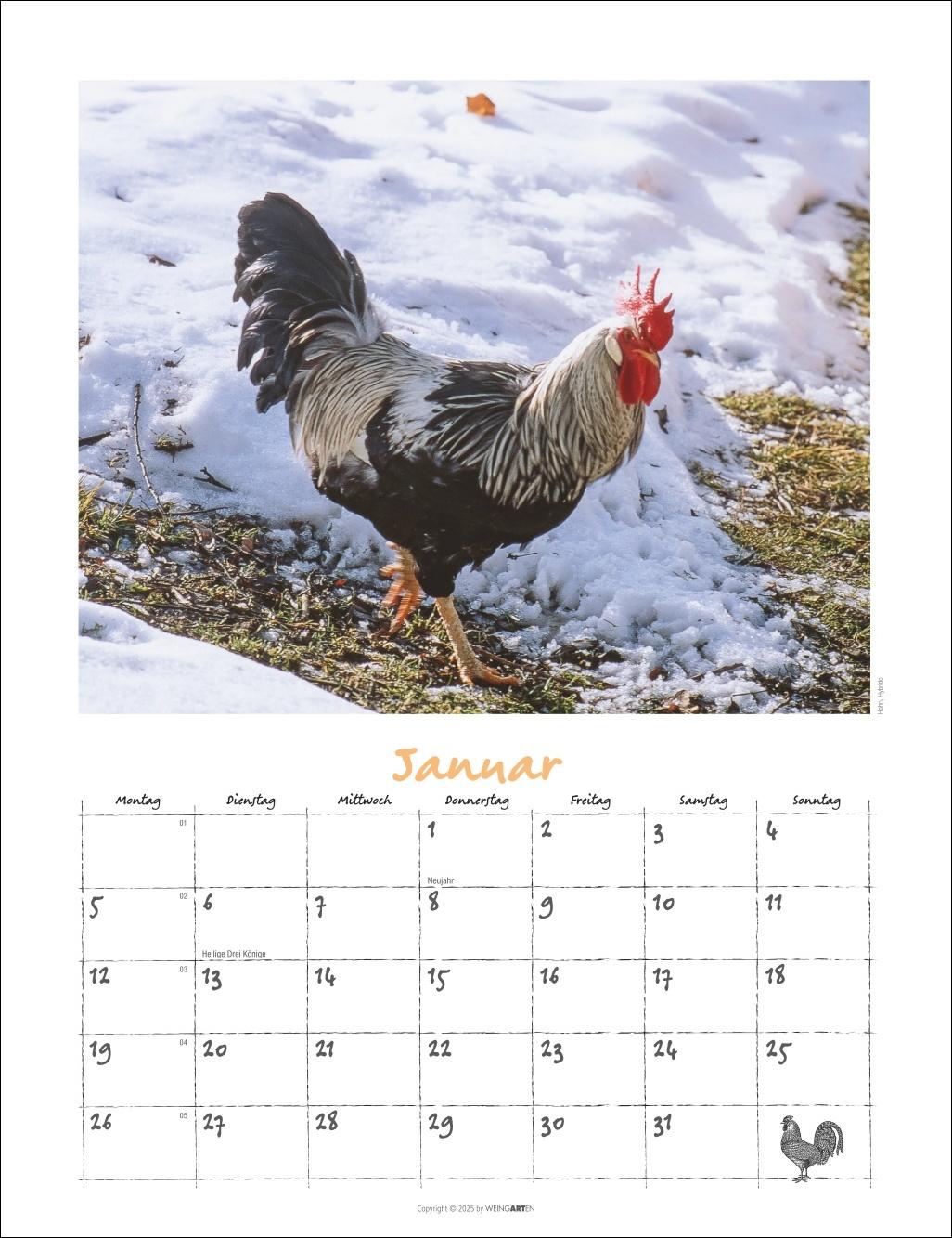 Beispielinhalt (Bild) Der Hühnerkalender 2026