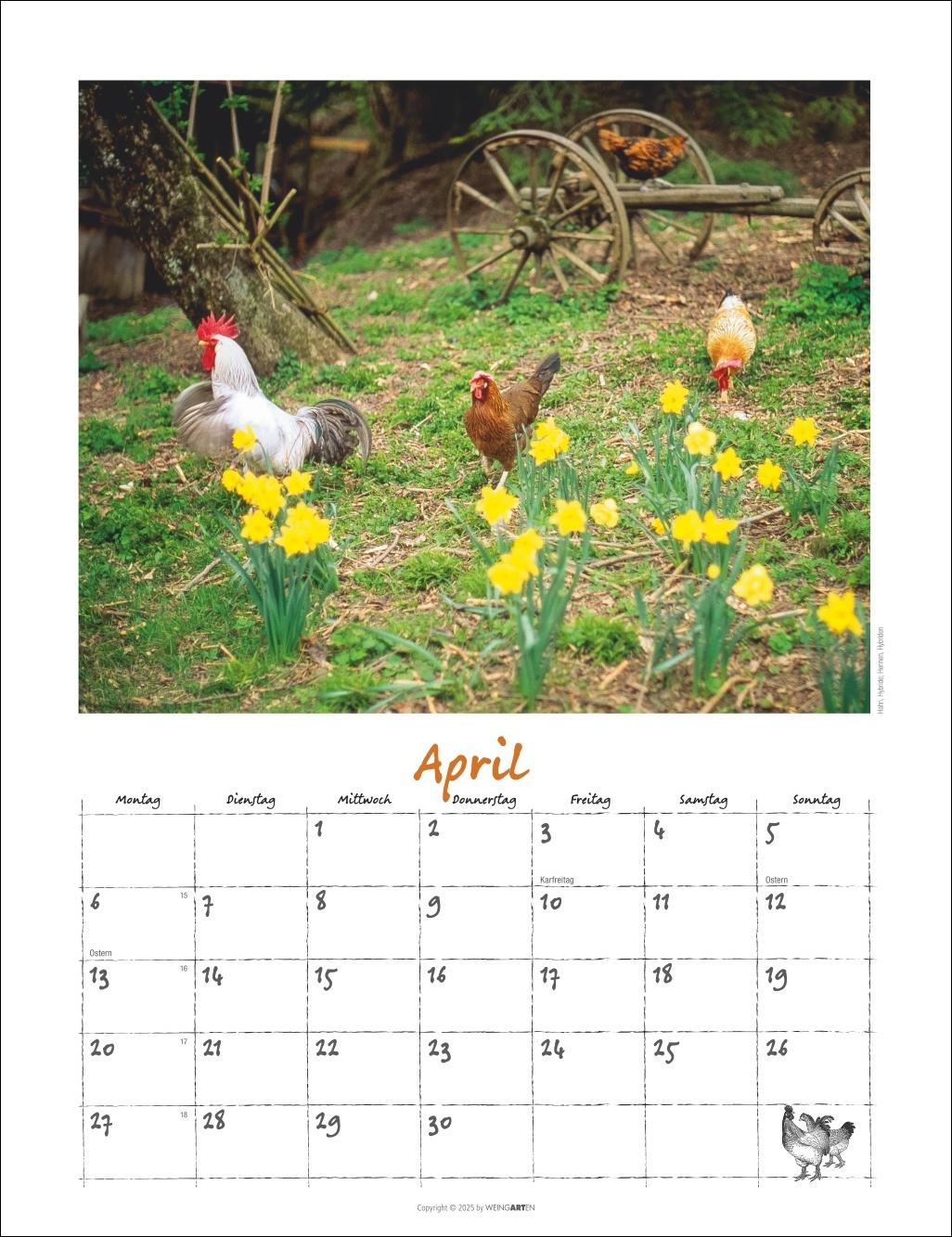 Beispielinhalt (Bild) Der Hühnerkalender 2026