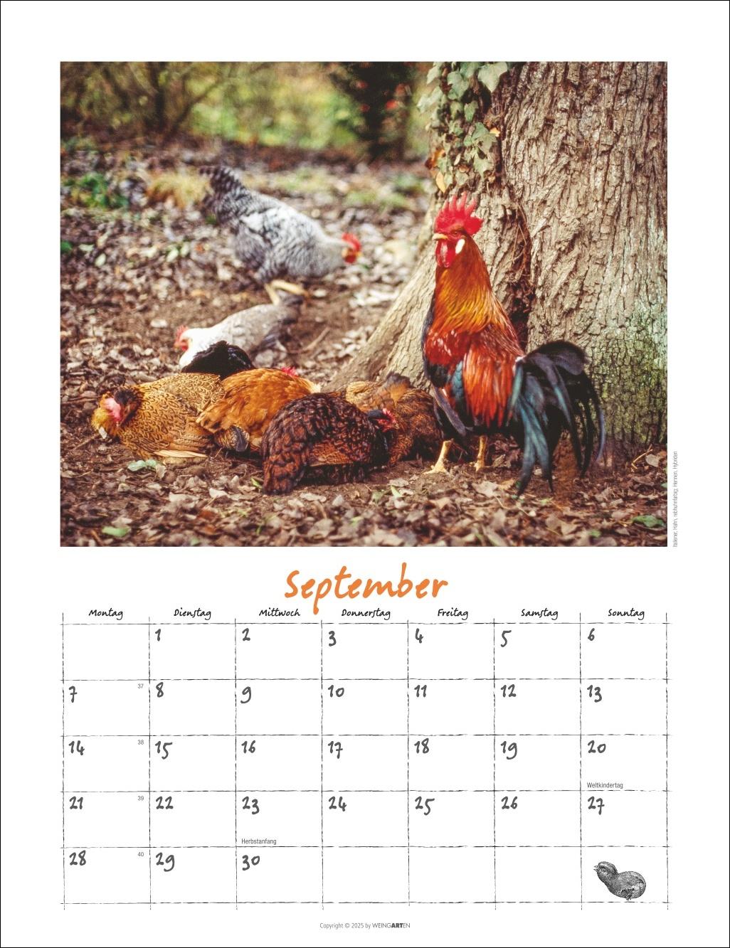Beispielinhalt (Bild) Der Hühnerkalender 2026