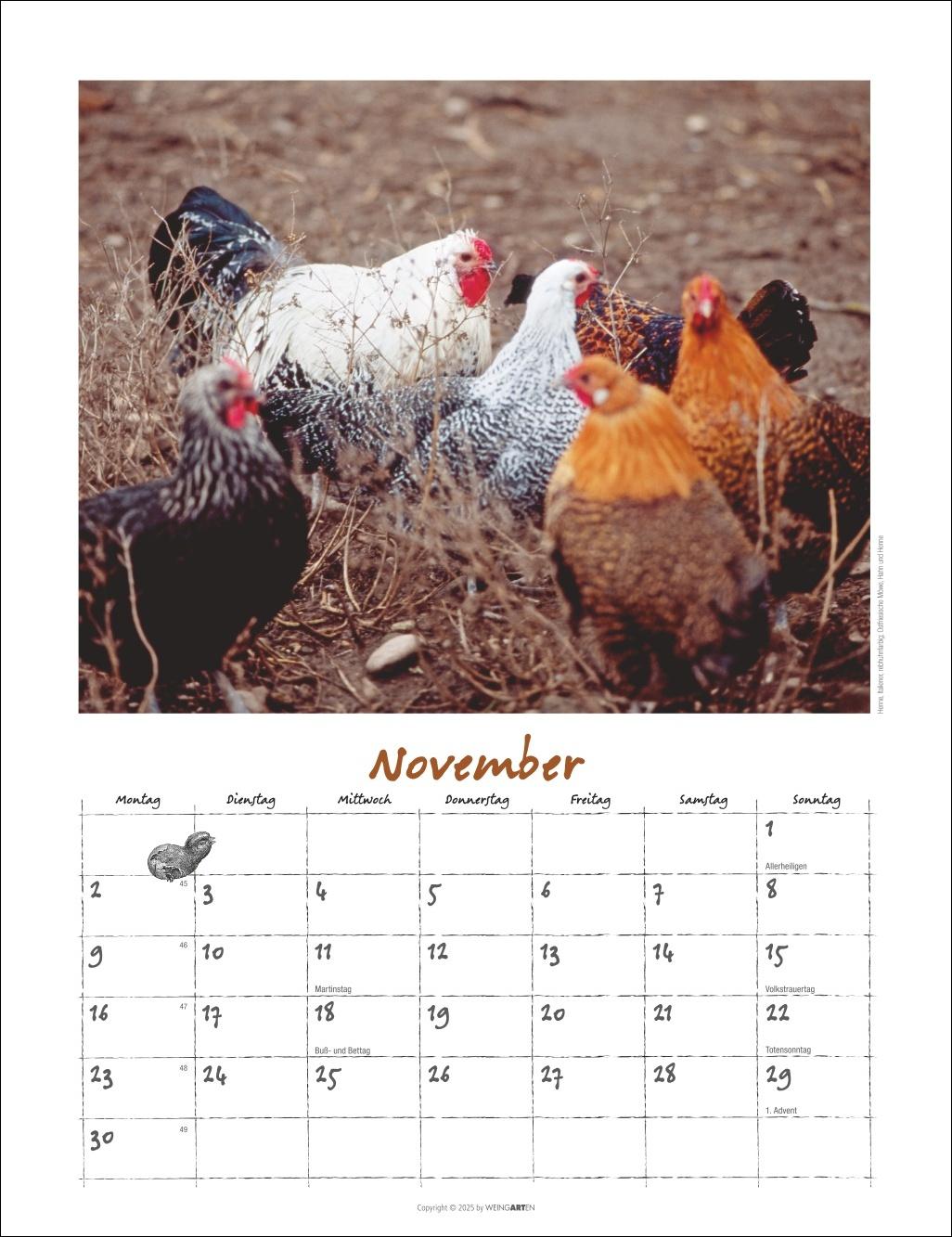 Beispielinhalt (Bild) Der Hühnerkalender 2026