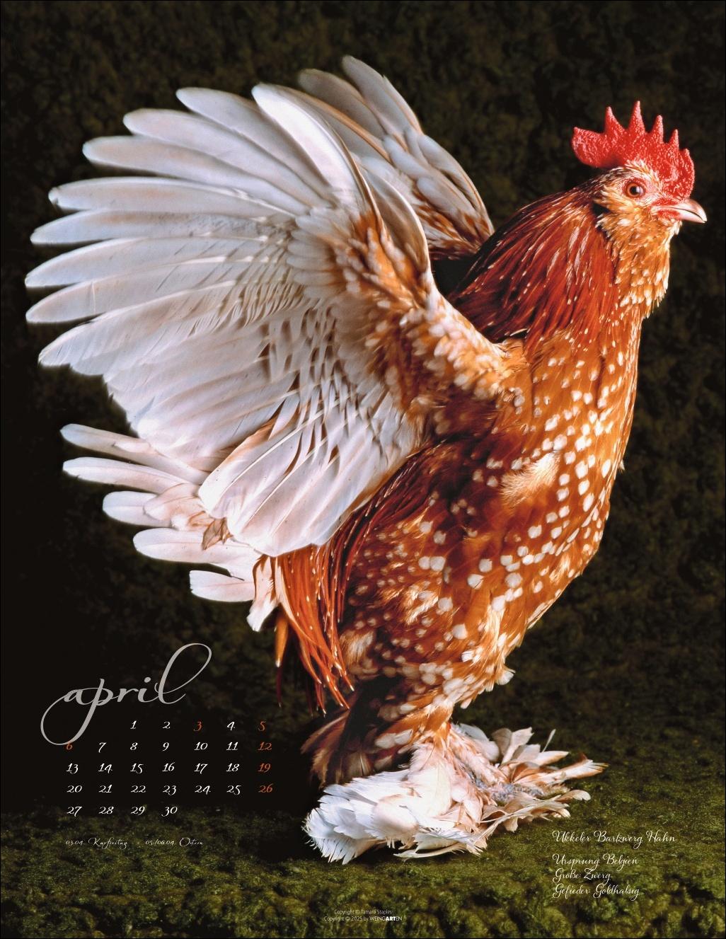 Beispielinhalt (Bild) Pretty Chicks Kalender 2026