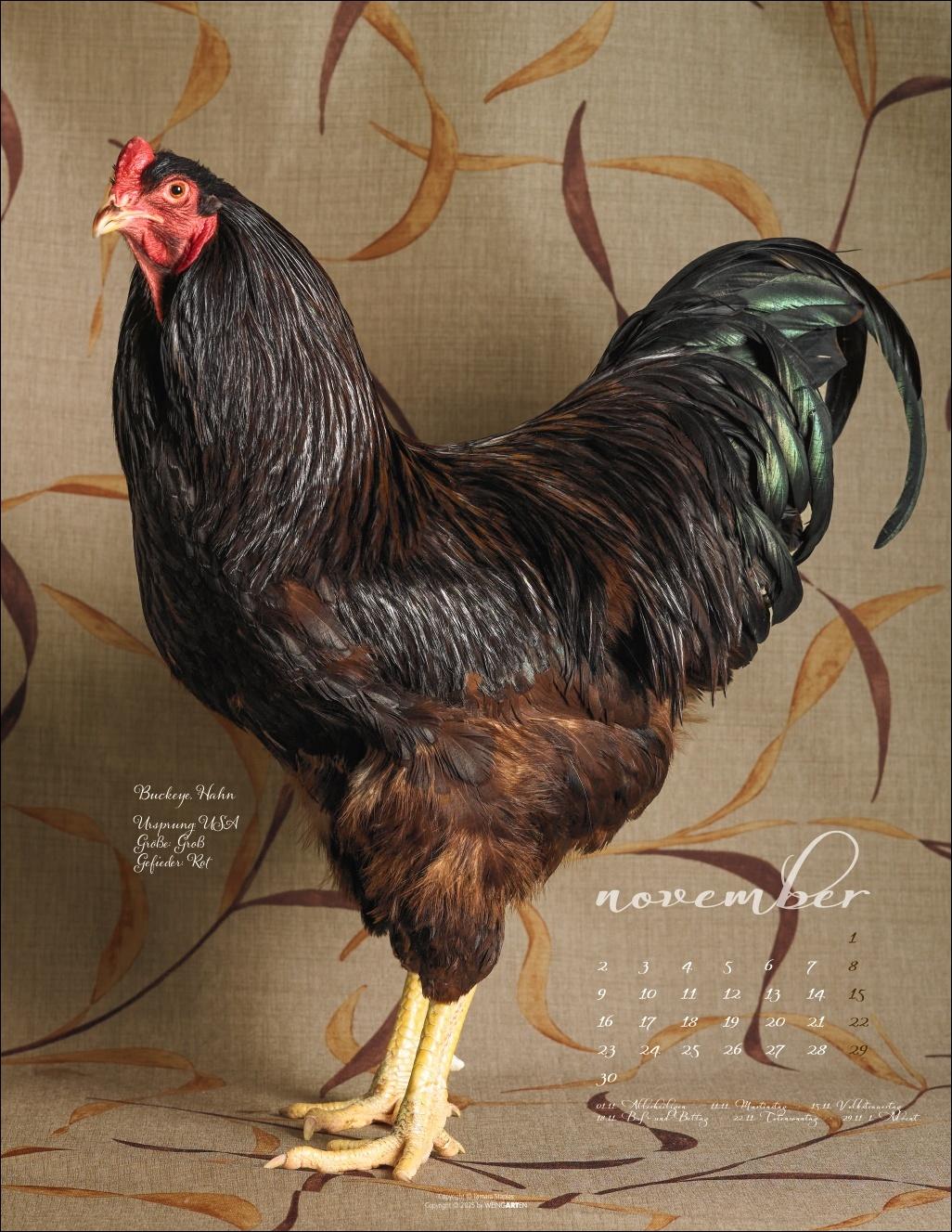 Beispielinhalt (Bild) Pretty Chicks Kalender 2026