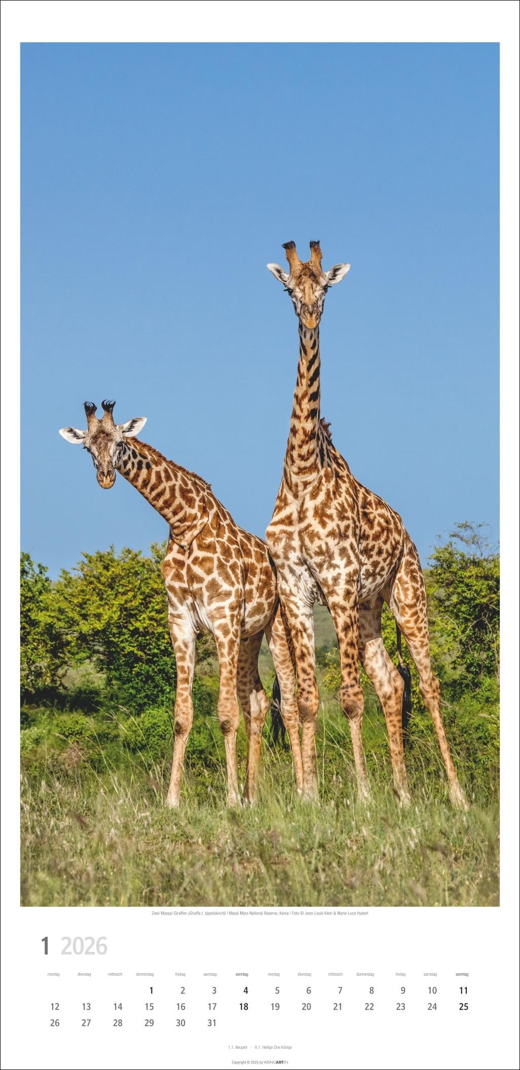 Beispielinhalt (Bild) Giraffen Kalender 2026