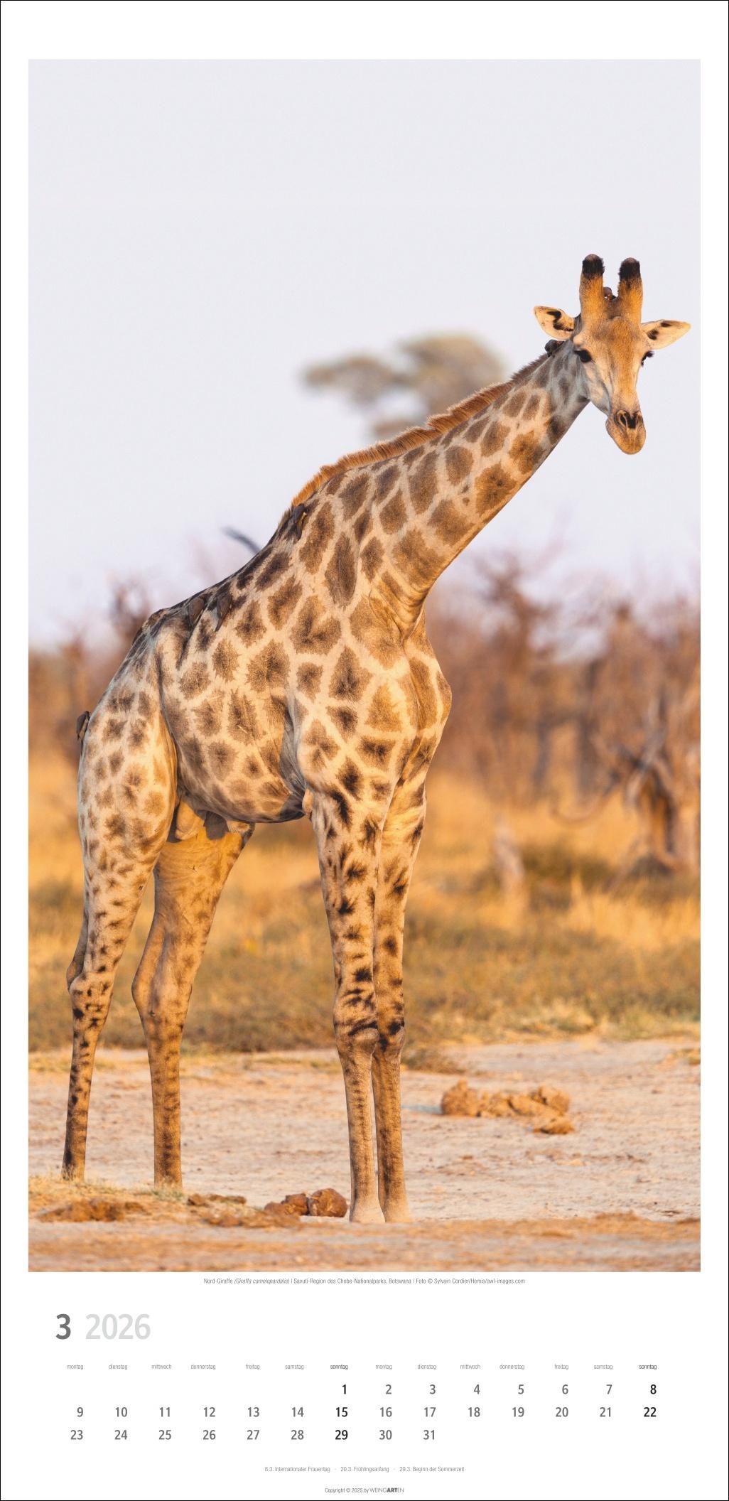 Beispielinhalt (Bild) Giraffen Kalender 2026