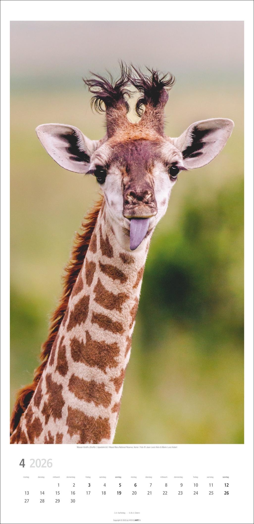 Beispielinhalt (Bild) Giraffen Kalender 2026