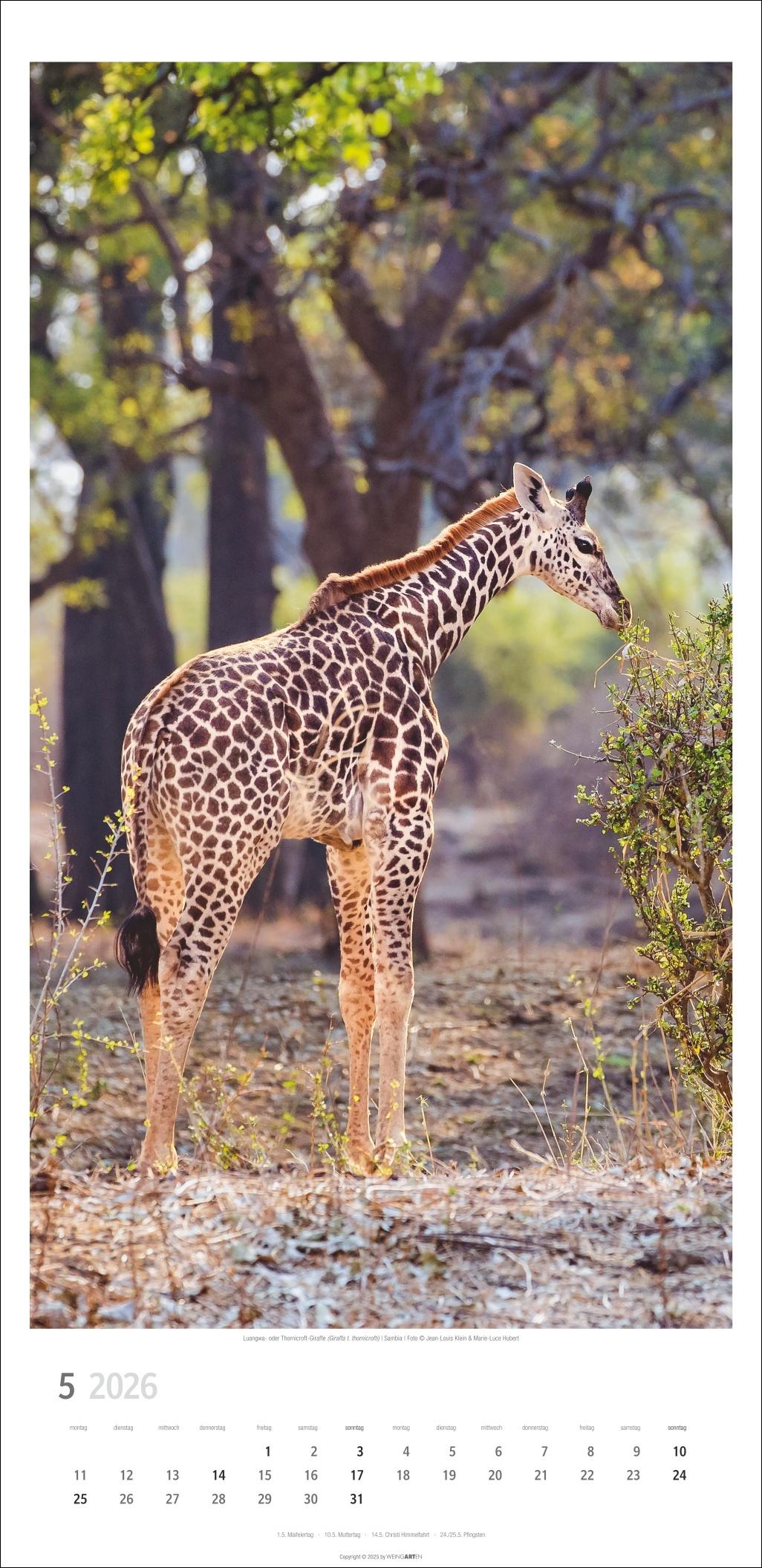 Beispielinhalt (Bild) Giraffen Kalender 2026