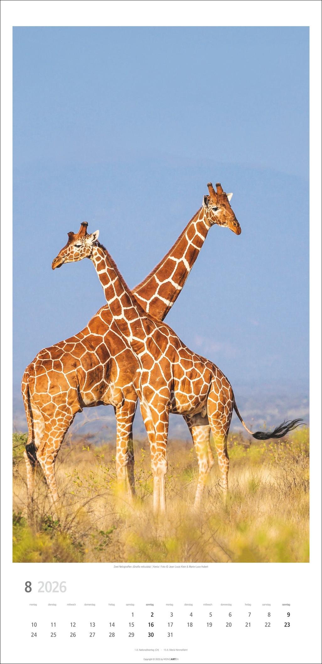 Beispielinhalt (Bild) Giraffen Kalender 2026
