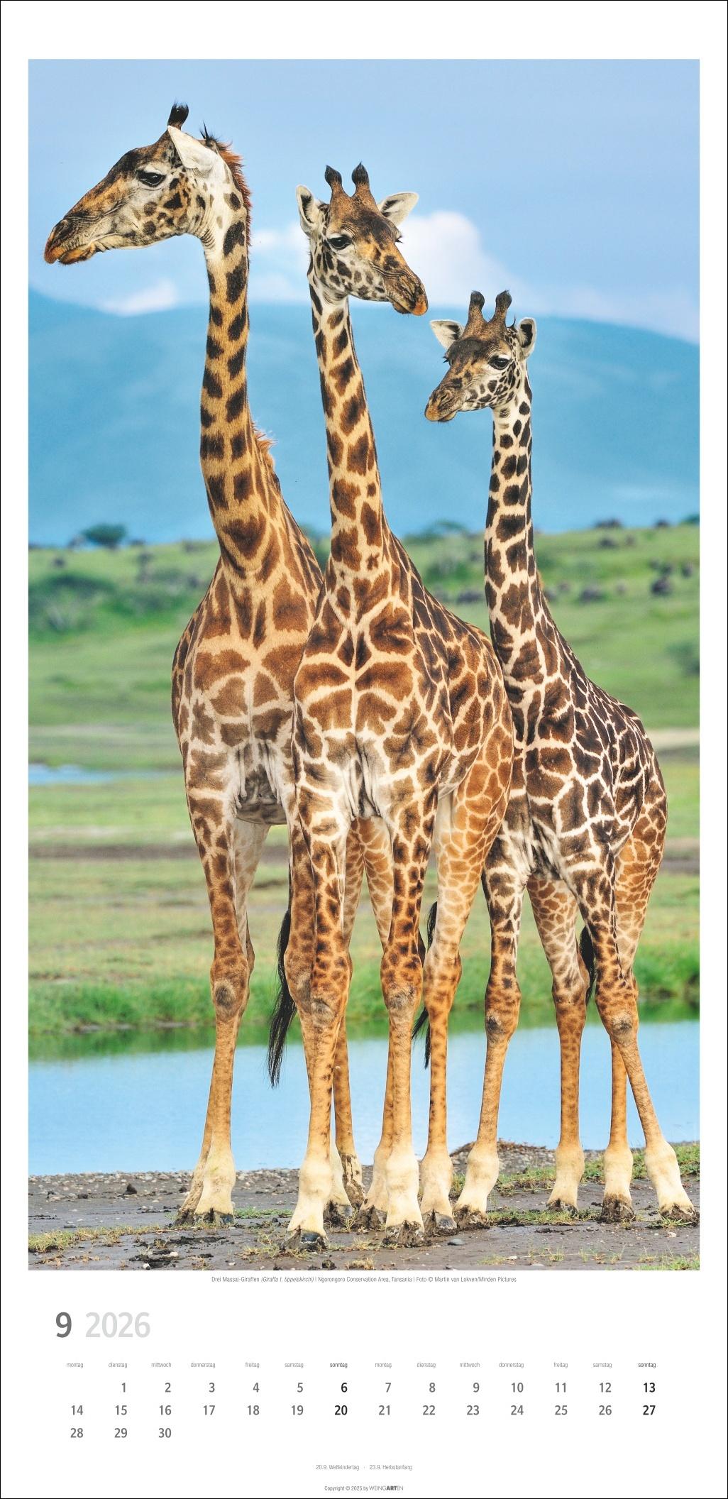 Beispielinhalt (Bild) Giraffen Kalender 2026