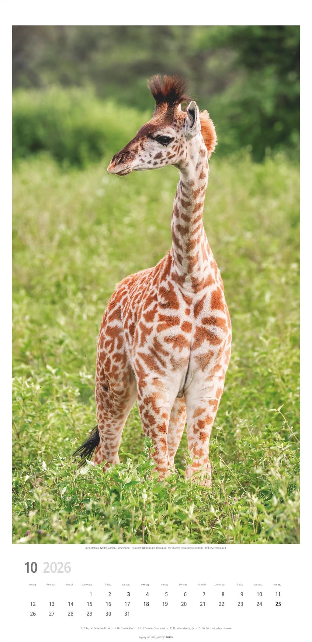 Beispielinhalt (Bild) Giraffen Kalender 2026