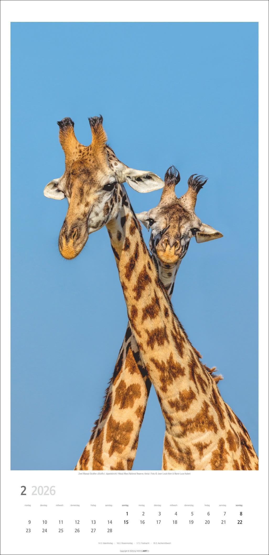 Beispielinhalt (Bild) Giraffen Kalender 2026