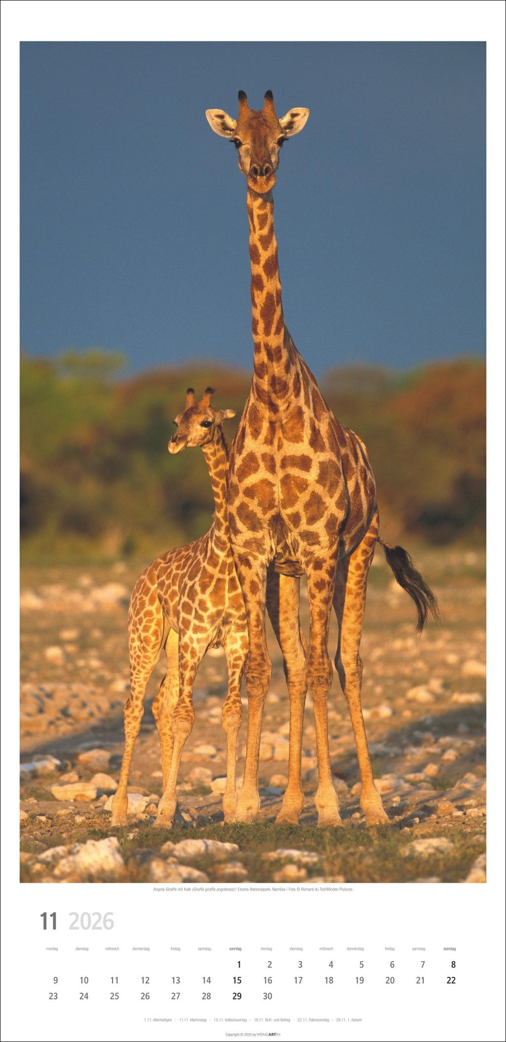 Beispielinhalt (Bild) Giraffen Kalender 2026