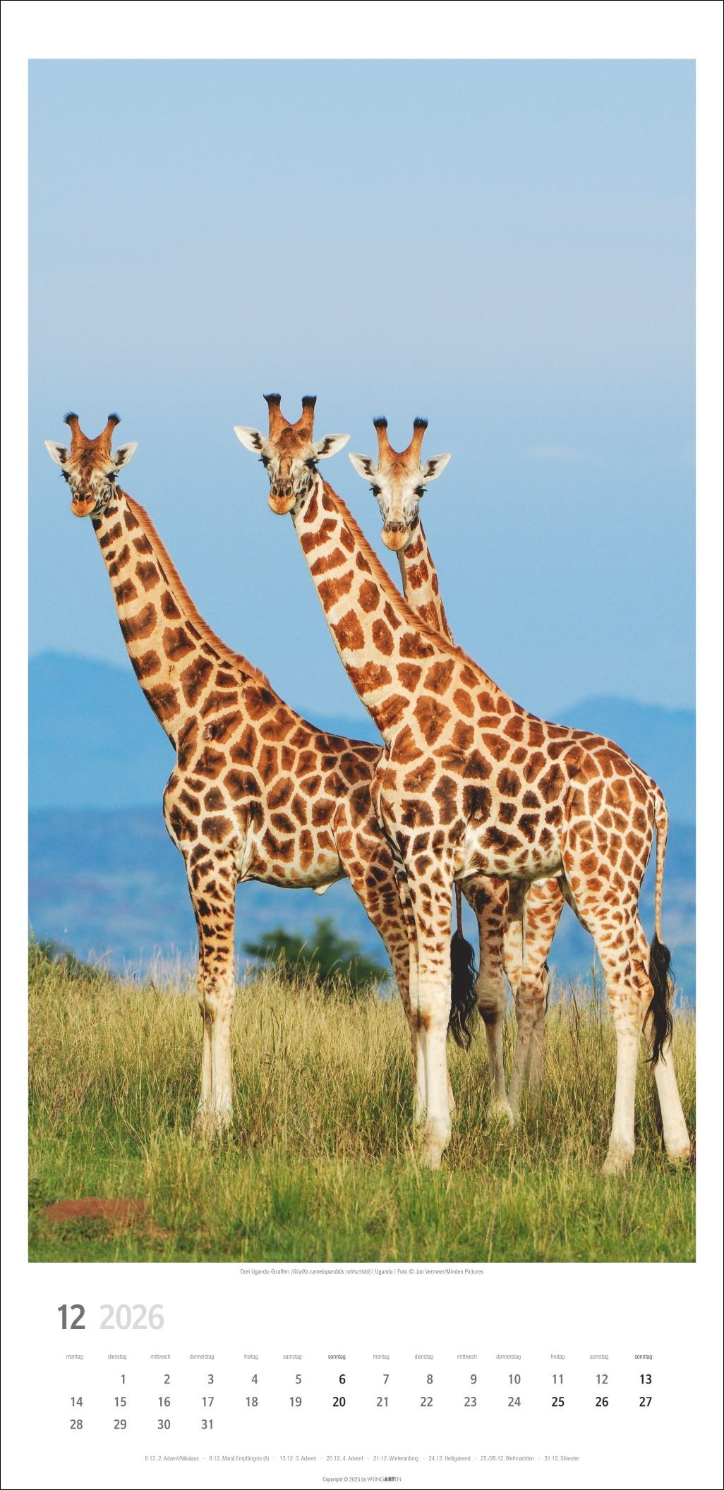 Beispielinhalt (Bild) Giraffen Kalender 2026