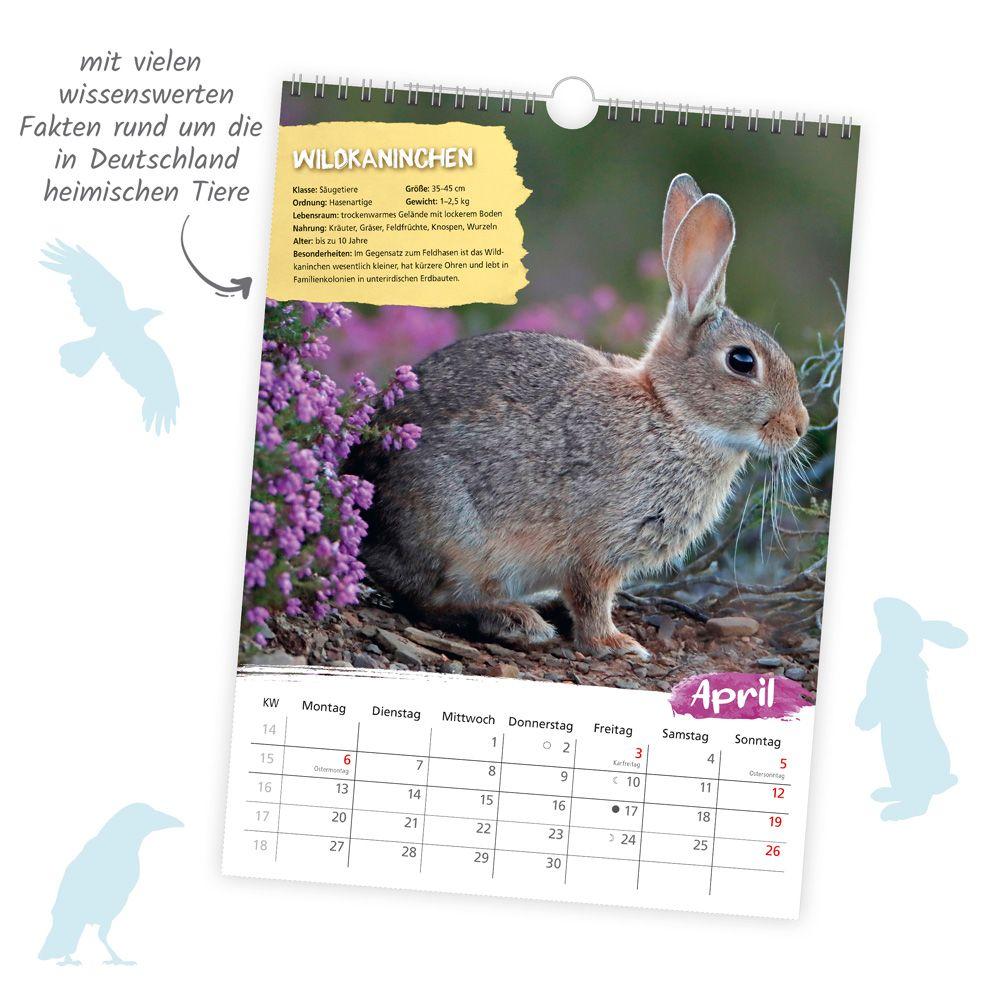 Beispielinhalt (Bild) Trötsch Classickalender Heimische Tierwelt 2026