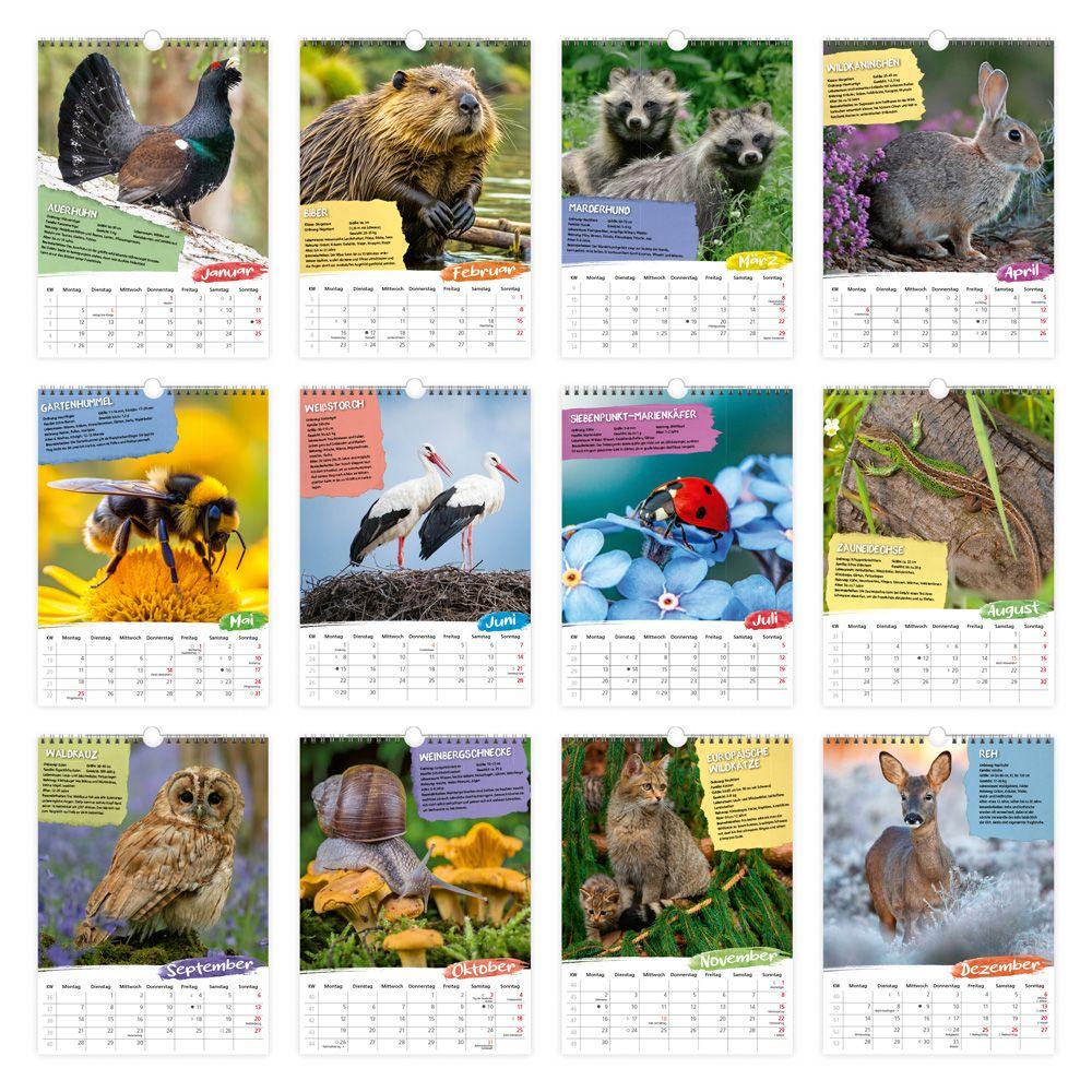 Beispielinhalt (Bild) Trötsch Classickalender Heimische Tierwelt 2026