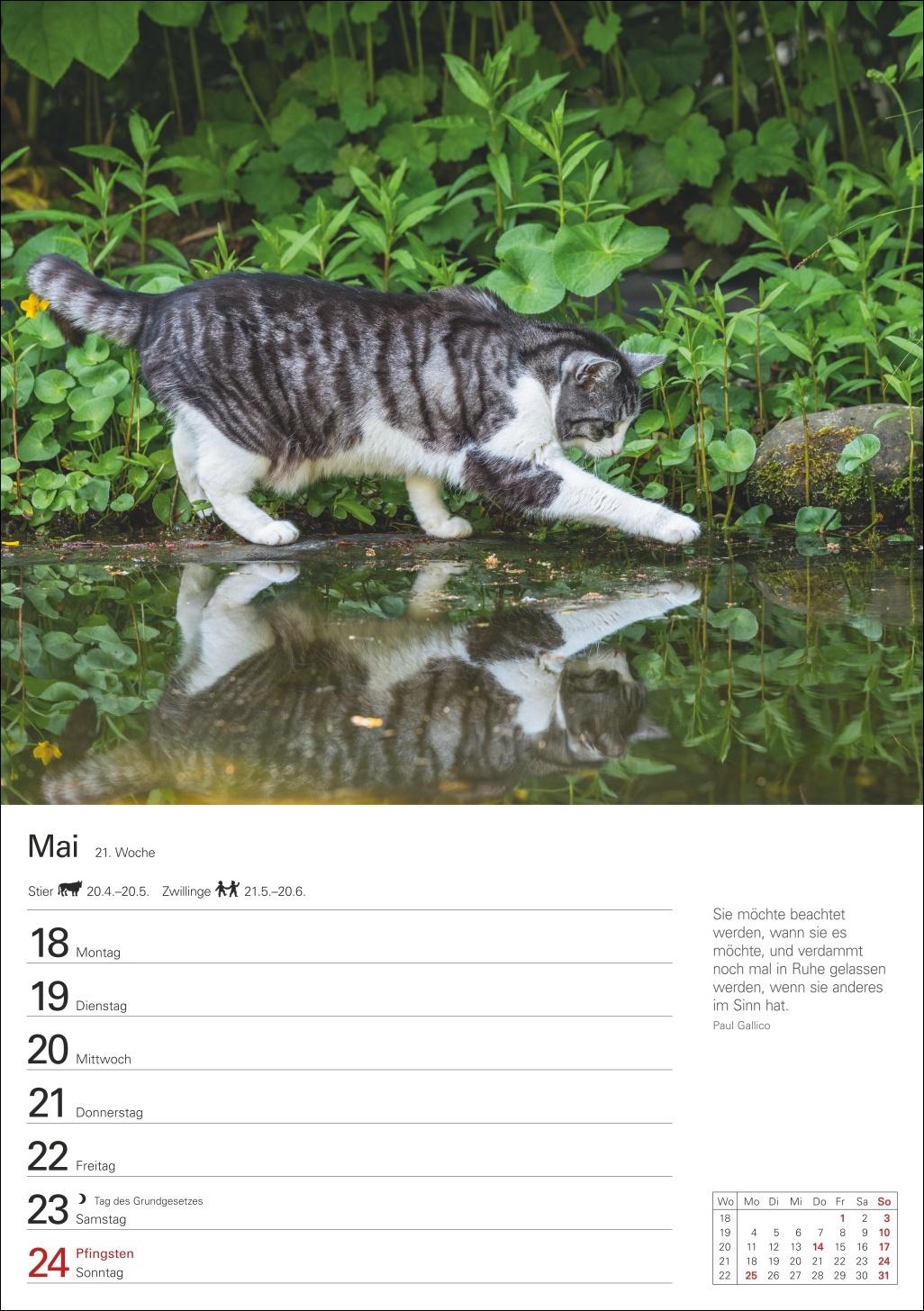 Beispielinhalt (Bild) Katzen Wochenplaner 2026 - 53 faszinierende Fotografien