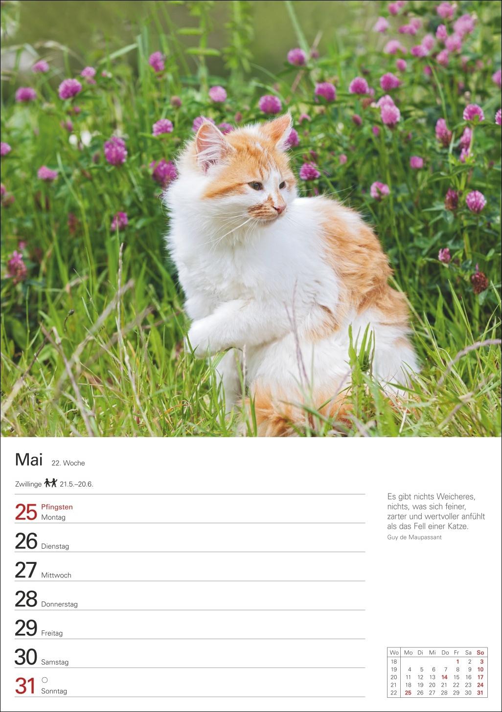 Beispielinhalt (Bild) Katzen Wochenplaner 2026 - 53 faszinierende Fotografien