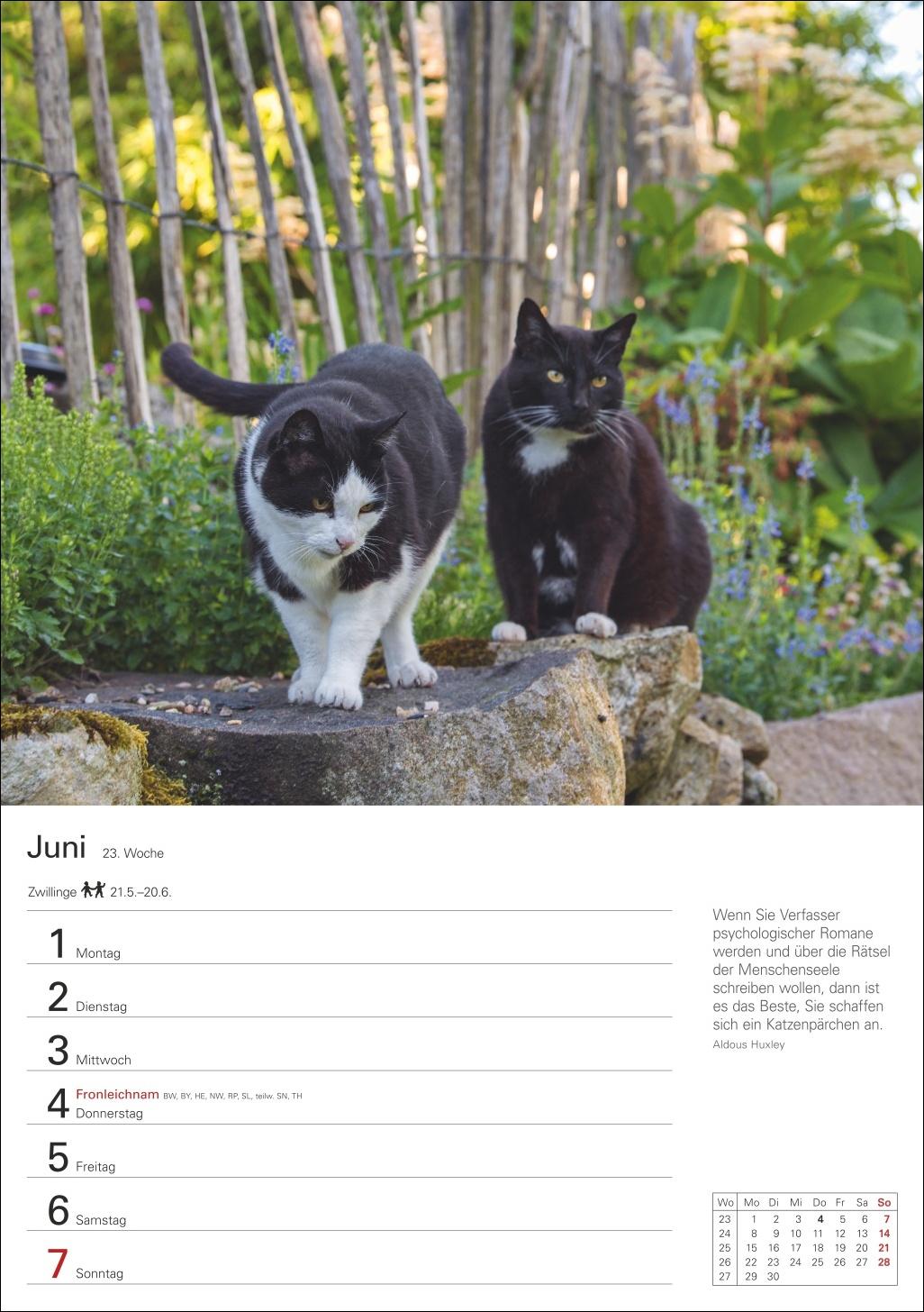 Beispielinhalt (Bild) Katzen Wochenplaner 2026 - 53 faszinierende Fotografien