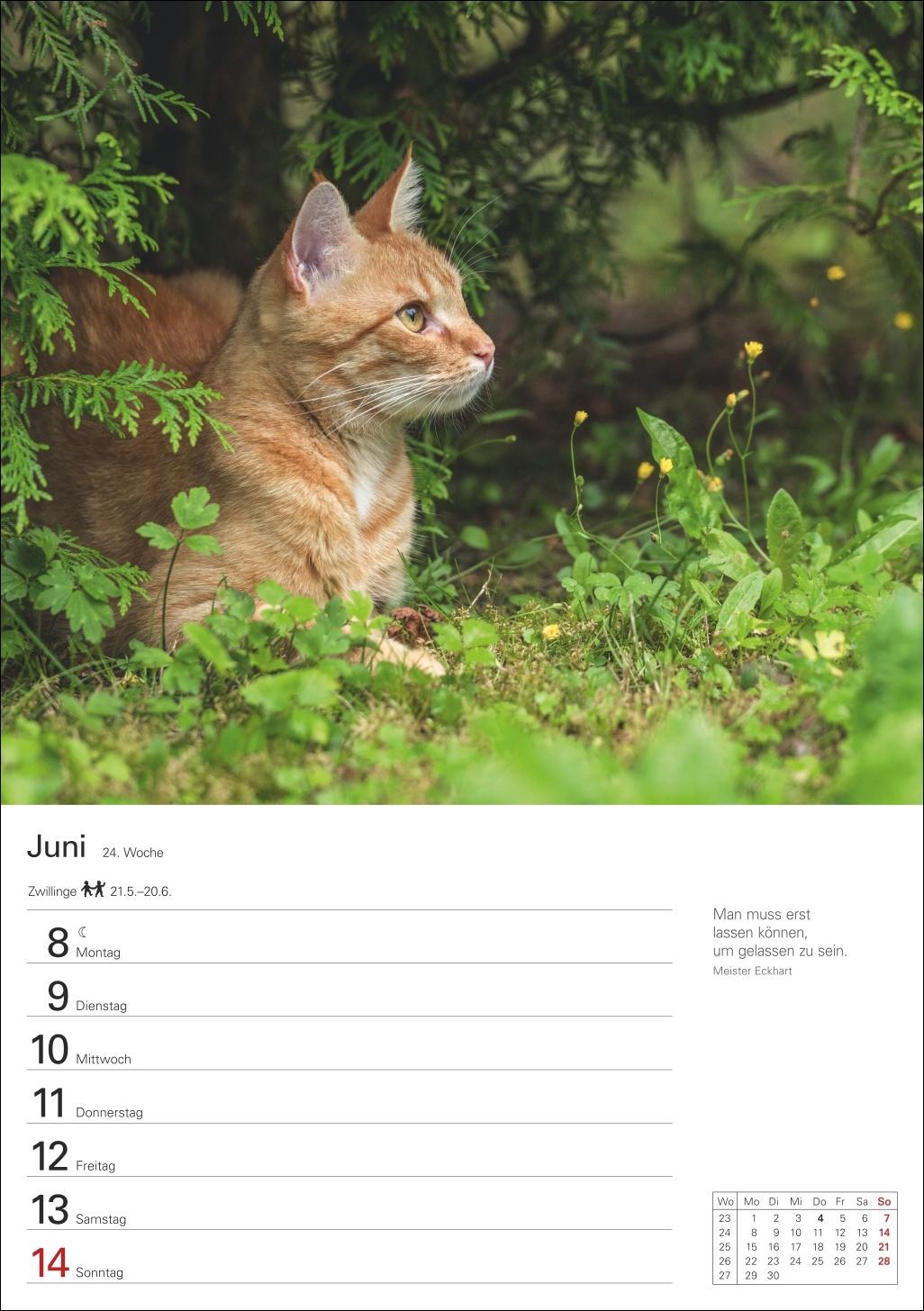 Beispielinhalt (Bild) Katzen Wochenplaner 2026 - 53 faszinierende Fotografien