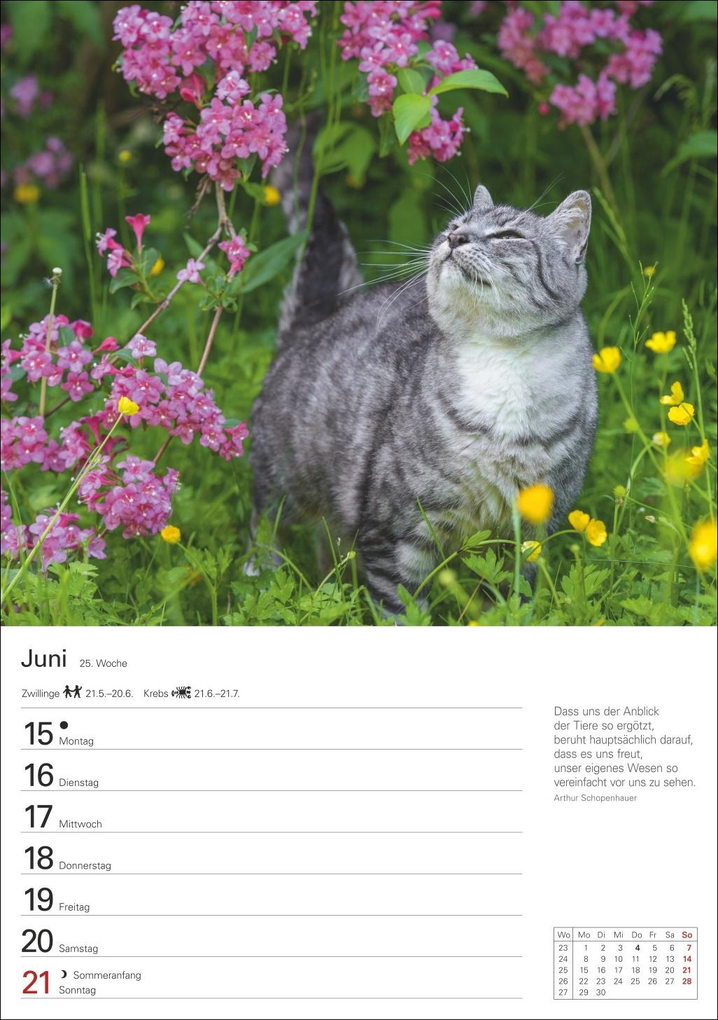 Beispielinhalt (Bild) Katzen Wochenplaner 2026 - 53 faszinierende Fotografien