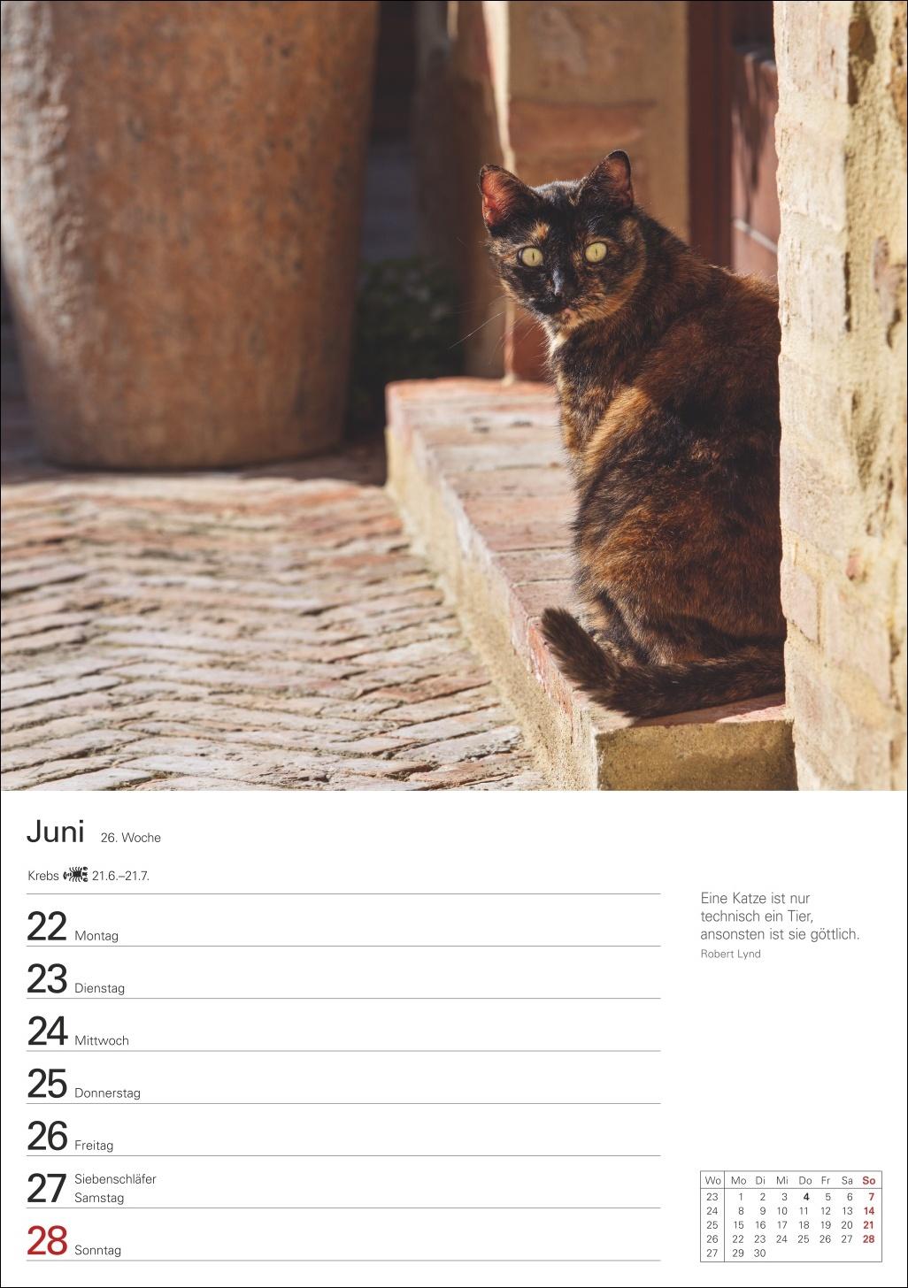 Beispielinhalt (Bild) Katzen Wochenplaner 2026 - 53 faszinierende Fotografien