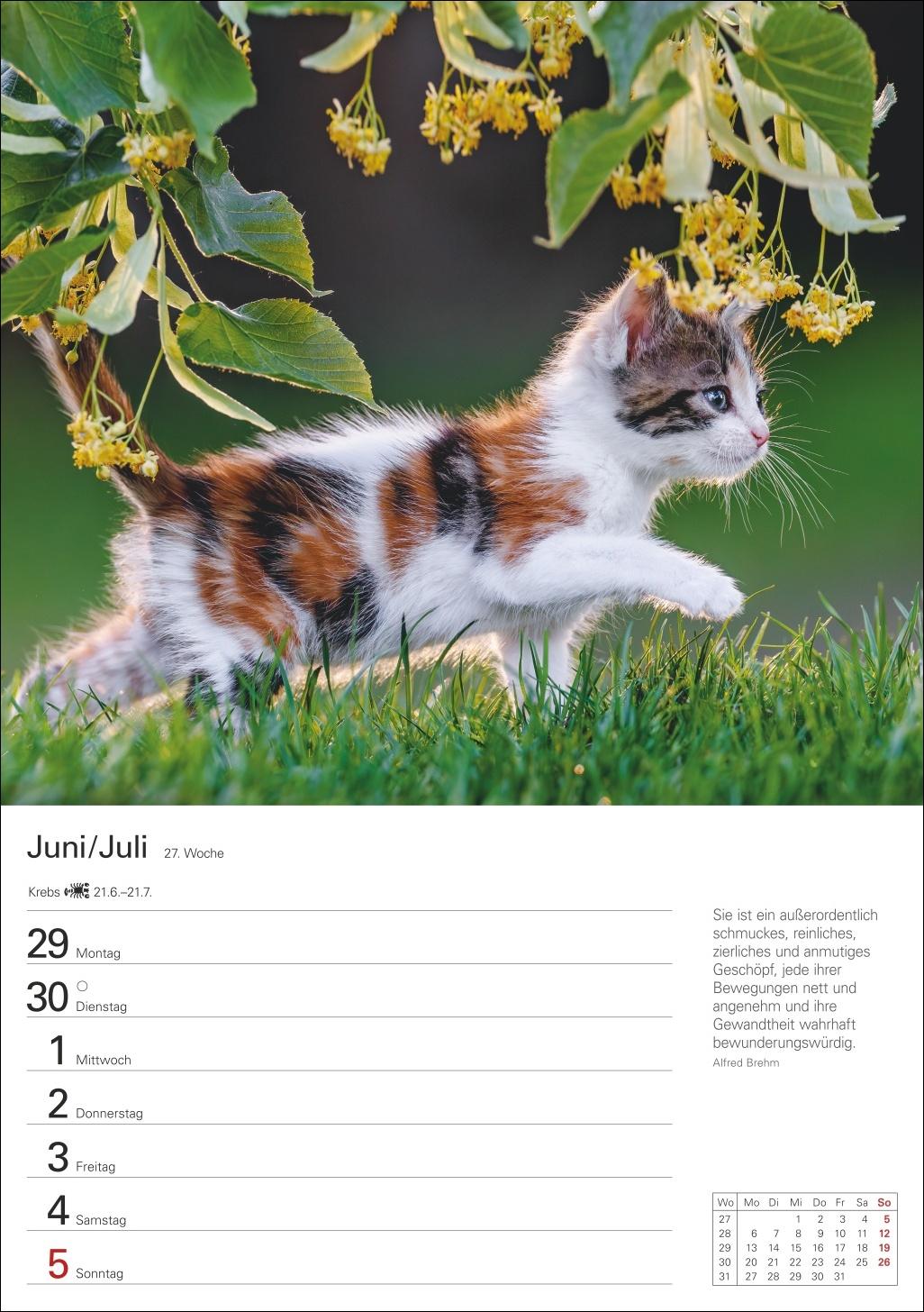 Beispielinhalt (Bild) Katzen Wochenplaner 2026 - 53 faszinierende Fotografien