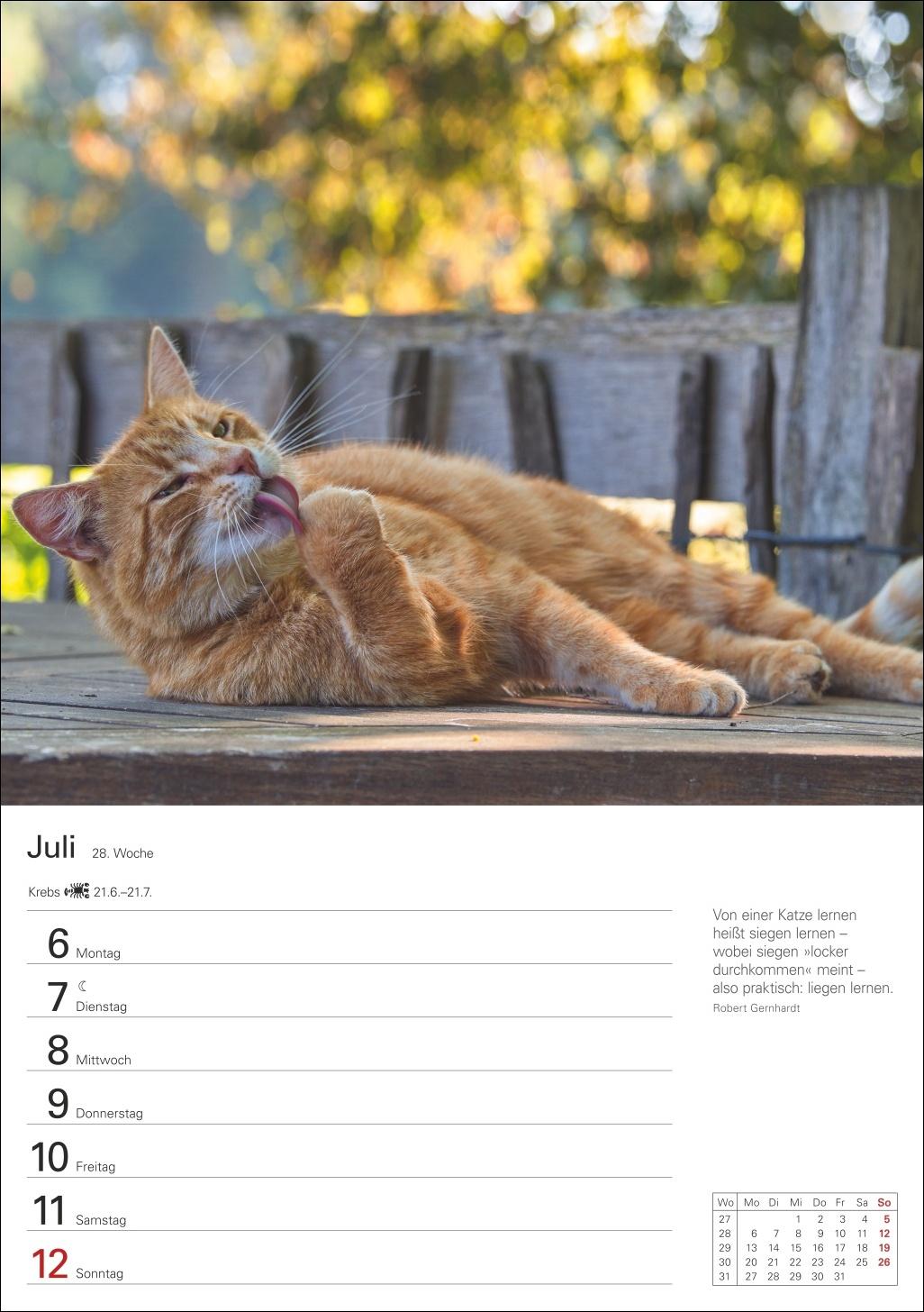 Beispielinhalt (Bild) Katzen Wochenplaner 2026 - 53 faszinierende Fotografien