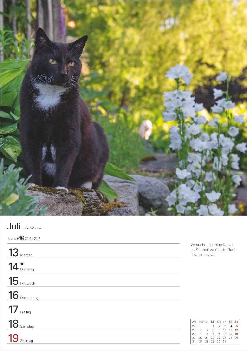 Beispielinhalt (Bild) Katzen Wochenplaner 2026 - 53 faszinierende Fotografien