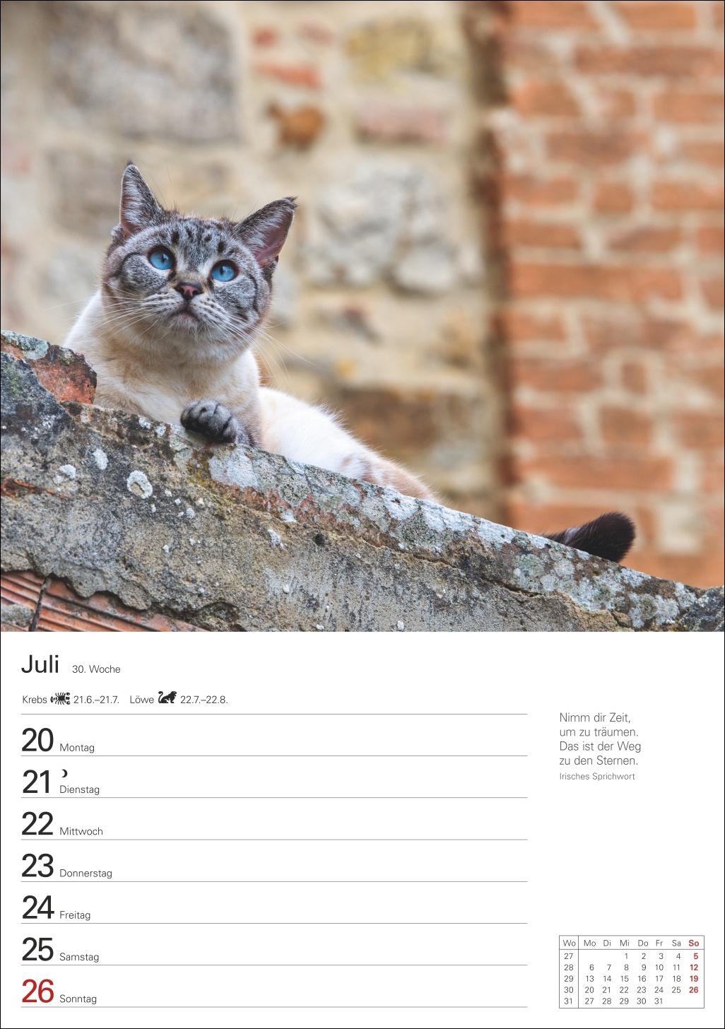 Beispielinhalt (Bild) Katzen Wochenplaner 2026 - 53 faszinierende Fotografien