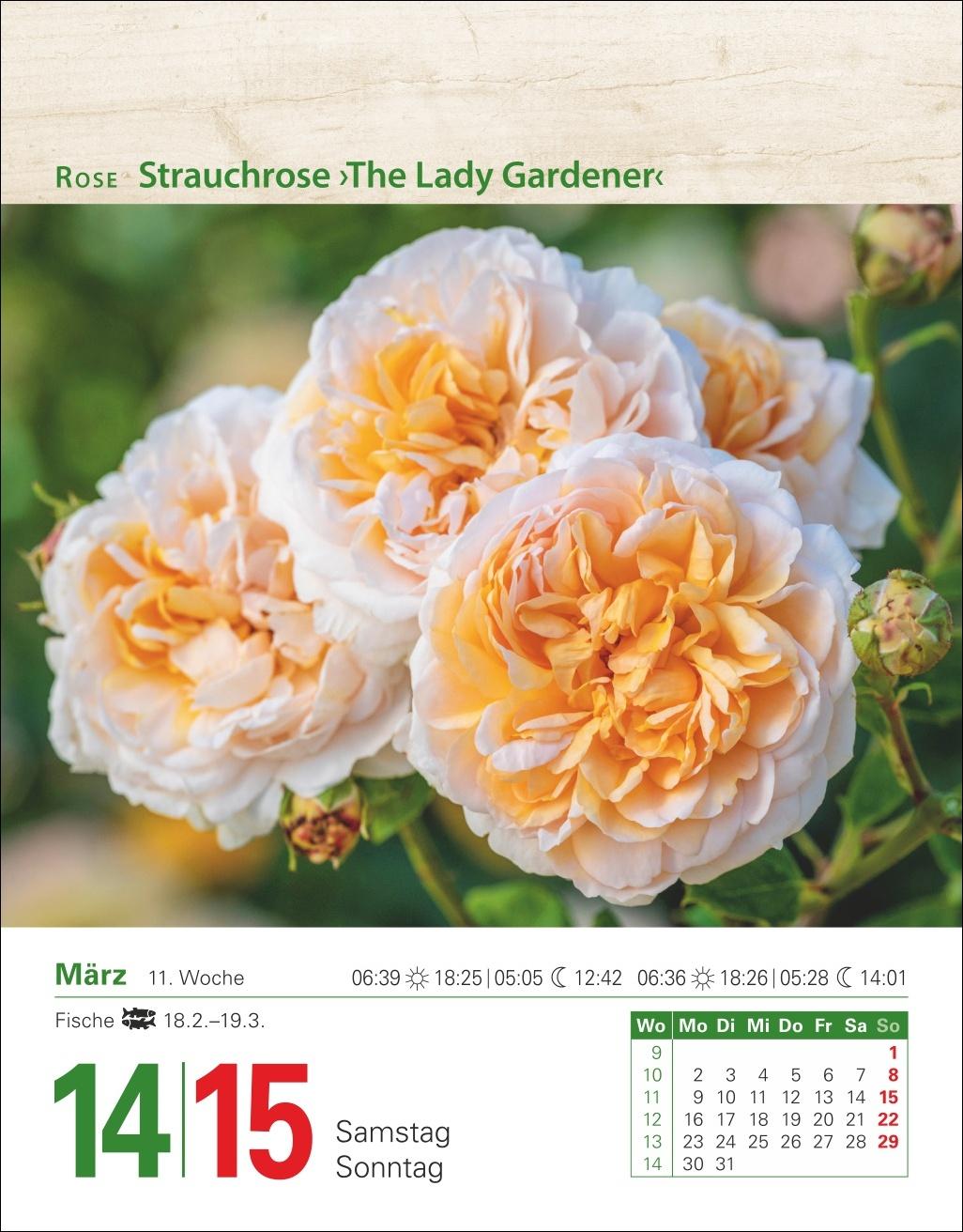 Beispielinhalt (Bild) Mein Garten Tagesabreißkalender 2026 - Praktische Tipps für 2026