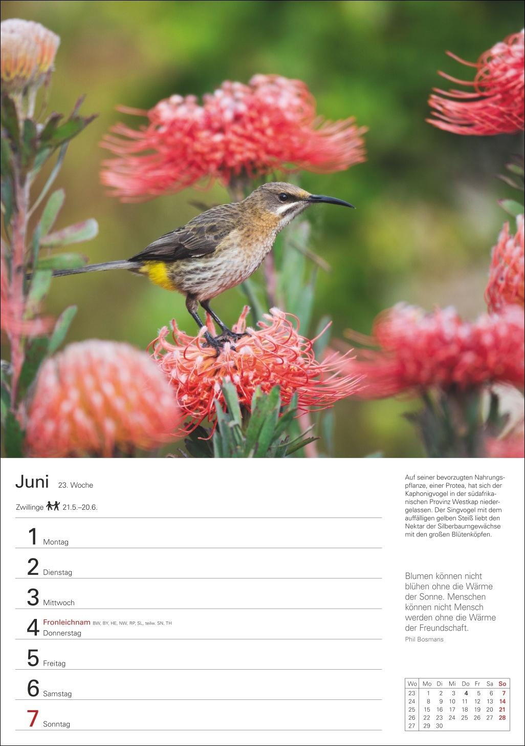 Beispielinhalt (Bild) Naturschätze Afrikas Wochenplaner 2026 - Eine Reise in 53 Bildern