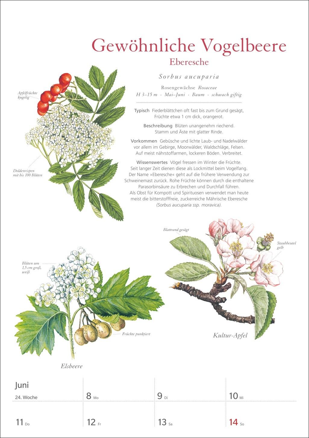 Beispielinhalt (Bild) KOSMOS Was blüht denn da? Wochenplaner 2026 - Der Kalender zum KOSMOS-Naturführer