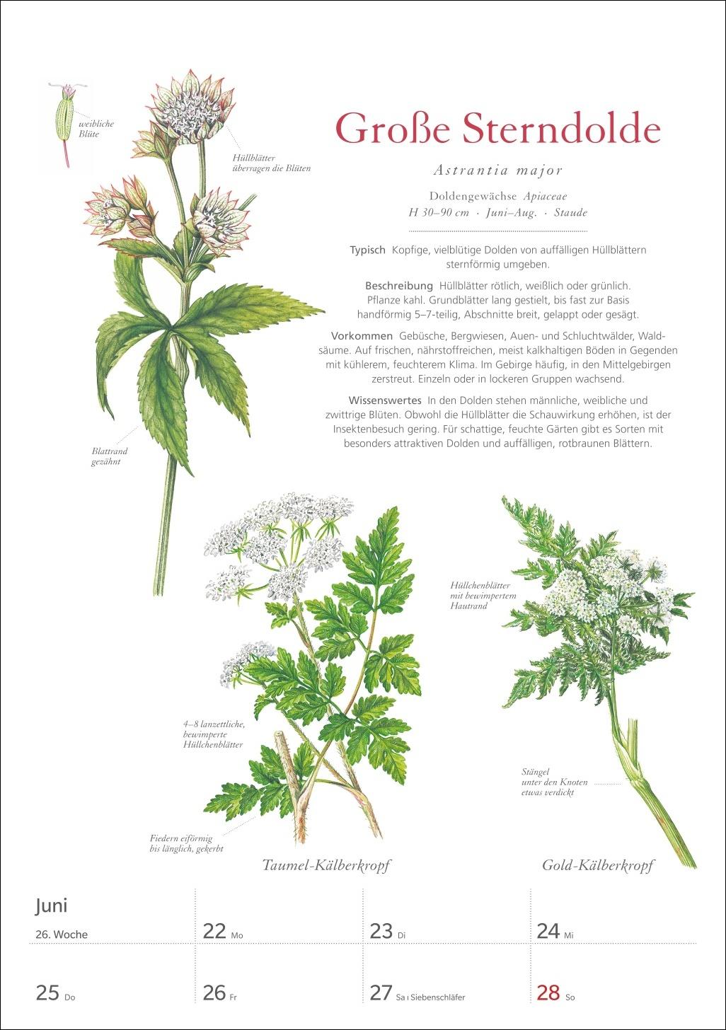 Beispielinhalt (Bild) KOSMOS Was blüht denn da? Wochenplaner 2026 - Der Kalender zum KOSMOS-Naturführer