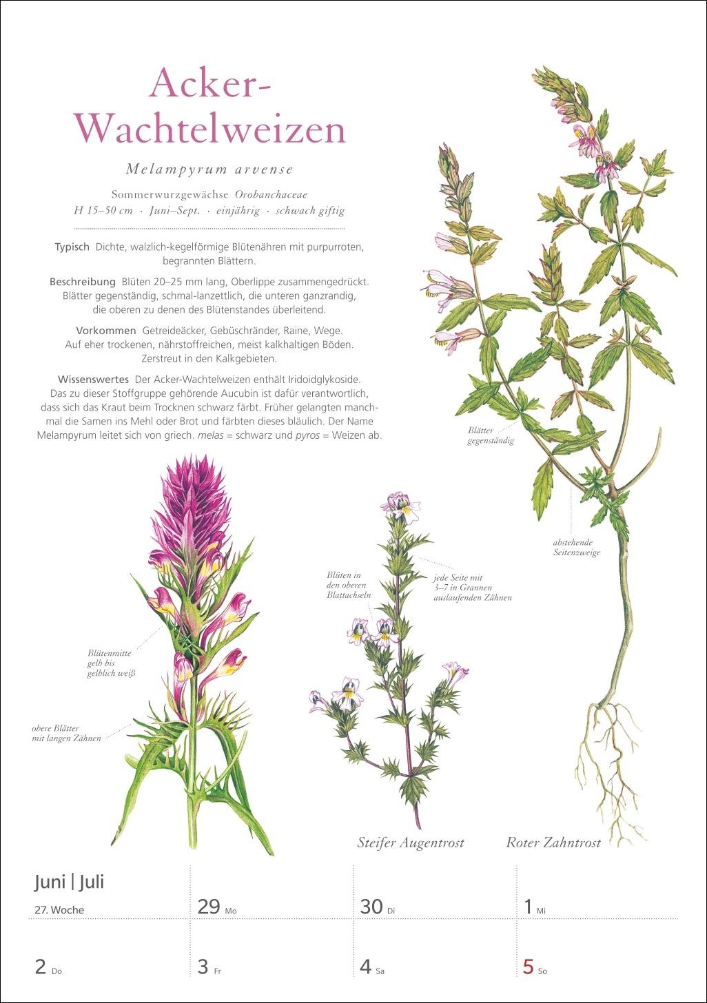 Beispielinhalt (Bild) KOSMOS Was blüht denn da? Wochenplaner 2026 - Der Kalender zum KOSMOS-Naturführer