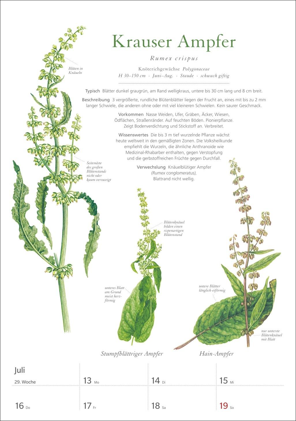 Beispielinhalt (Bild) KOSMOS Was blüht denn da? Wochenplaner 2026 - Der Kalender zum KOSMOS-Naturführer