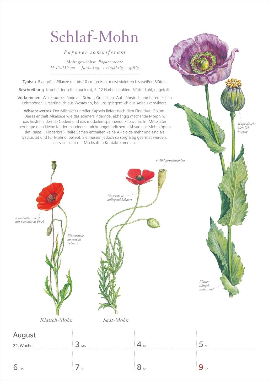 Beispielinhalt (Bild) KOSMOS Was blüht denn da? Wochenplaner 2026 - Der Kalender zum KOSMOS-Naturführer