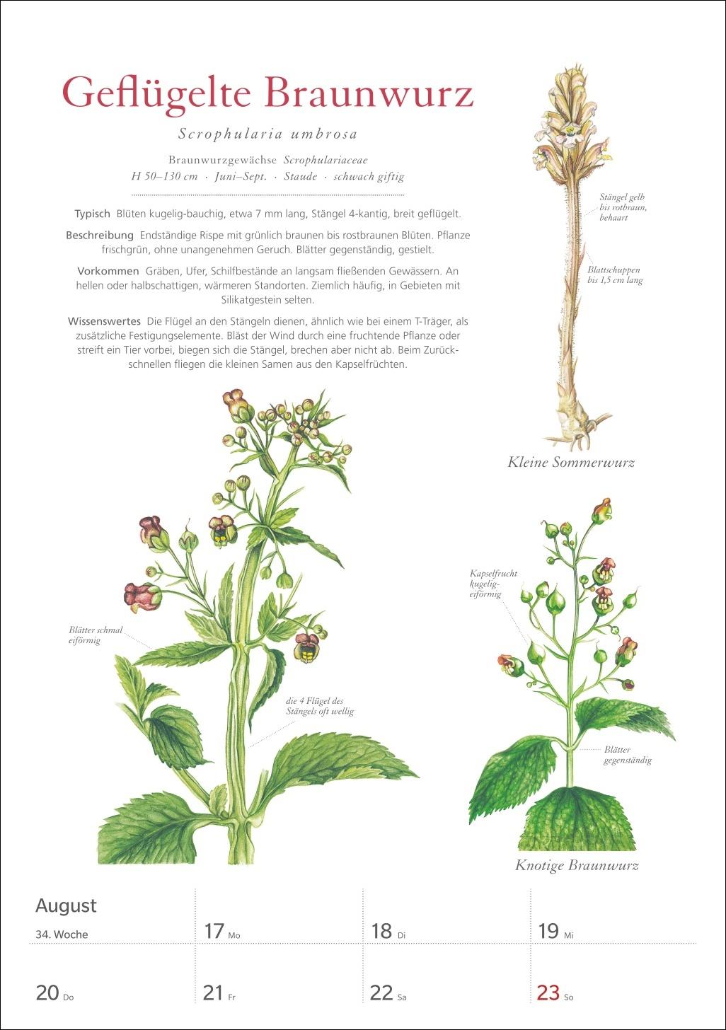 Beispielinhalt (Bild) KOSMOS Was blüht denn da? Wochenplaner 2026 - Der Kalender zum KOSMOS-Naturführer
