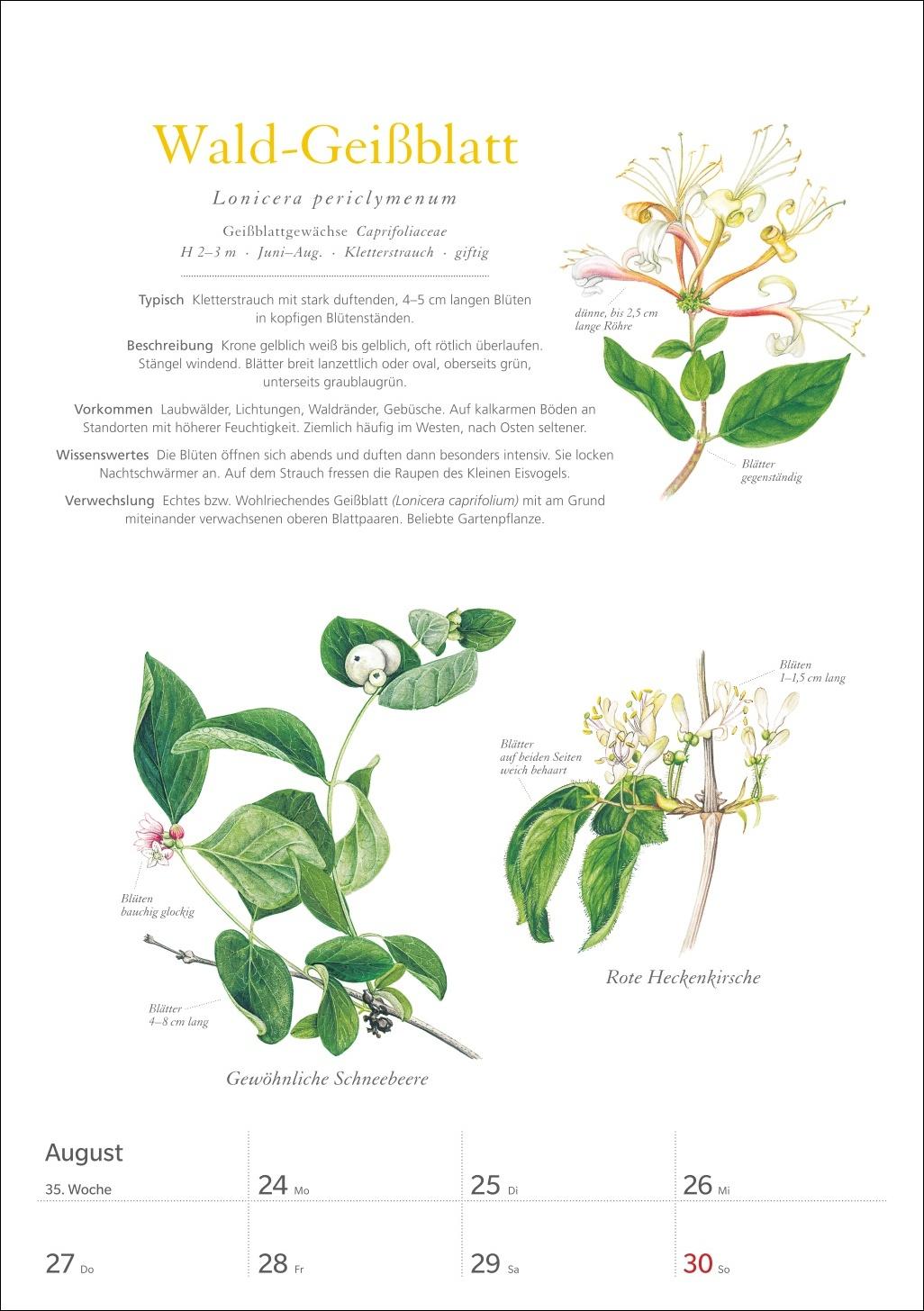 Beispielinhalt (Bild) KOSMOS Was blüht denn da? Wochenplaner 2026 - Der Kalender zum KOSMOS-Naturführer