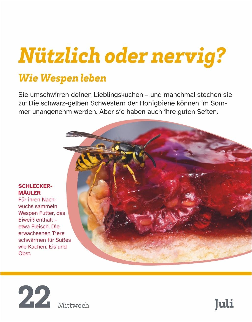 Beispielinhalt (Bild) WAS IST WAS Der Kalender Tagesabreißkalender 2026 - Kinderkalender