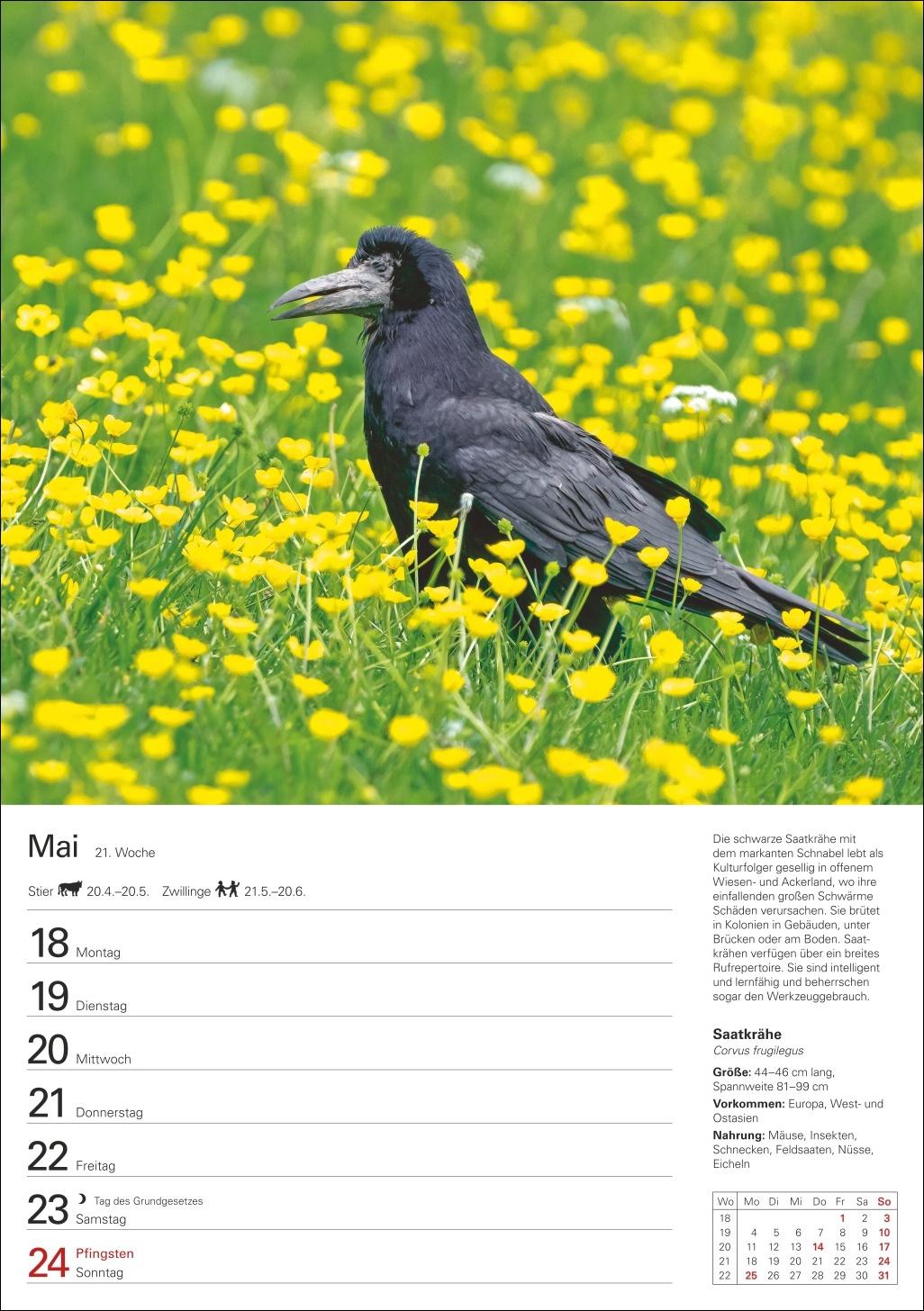 Beispielinhalt (Bild) Heimische Vögel Wochenplaner 2026 - 53 faszinierende Fotografien