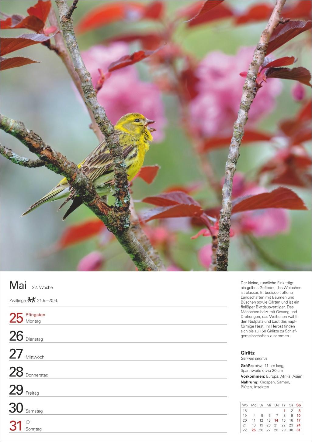 Beispielinhalt (Bild) Heimische Vögel Wochenplaner 2026 - 53 faszinierende Fotografien