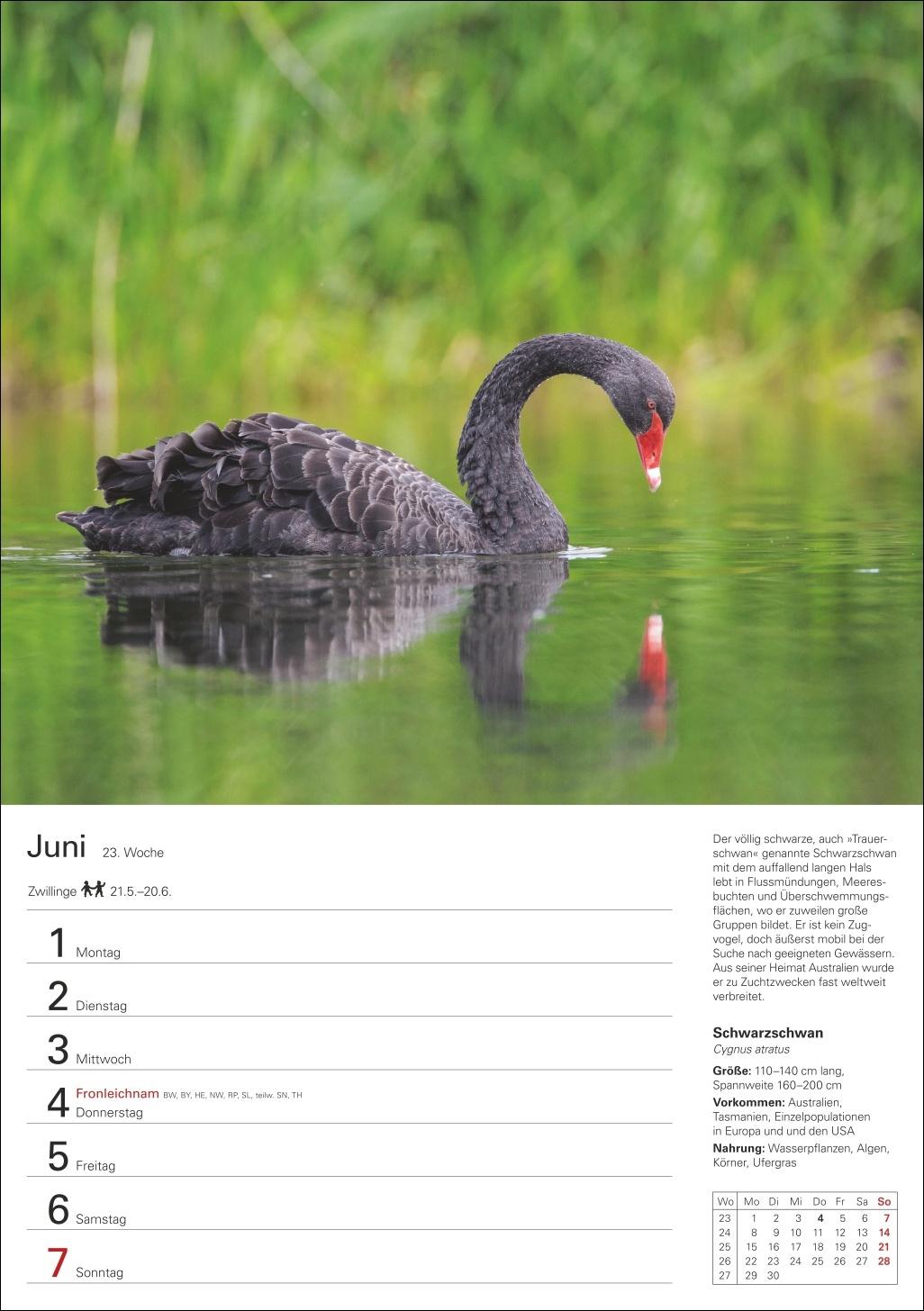 Beispielinhalt (Bild) Heimische Vögel Wochenplaner 2026 - 53 faszinierende Fotografien