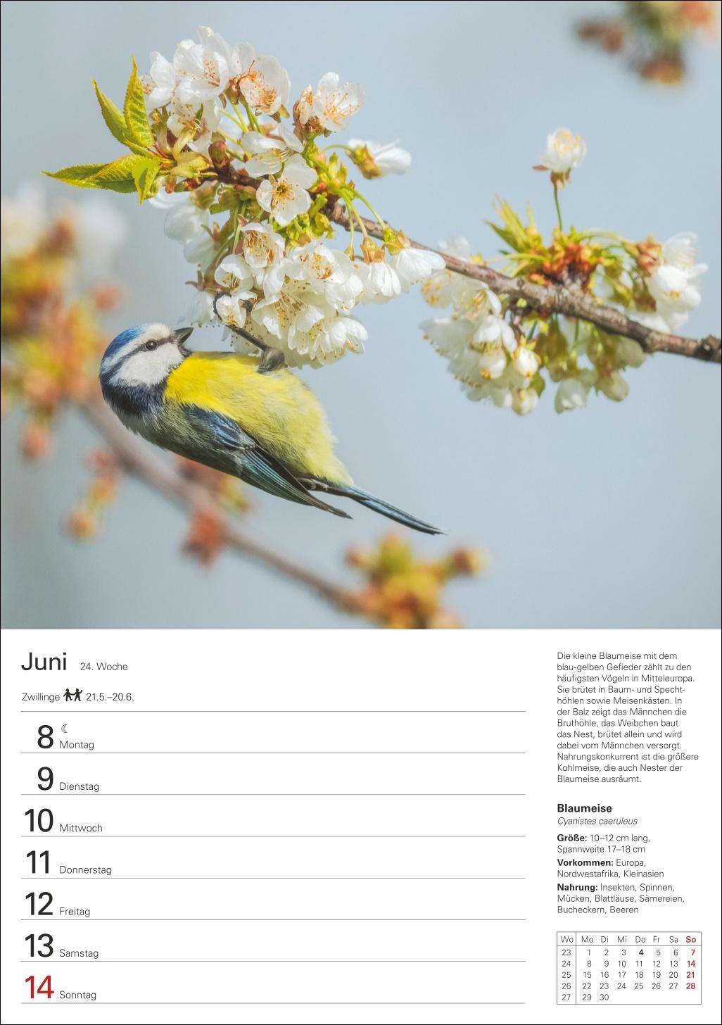 Beispielinhalt (Bild) Heimische Vögel Wochenplaner 2026 - 53 faszinierende Fotografien