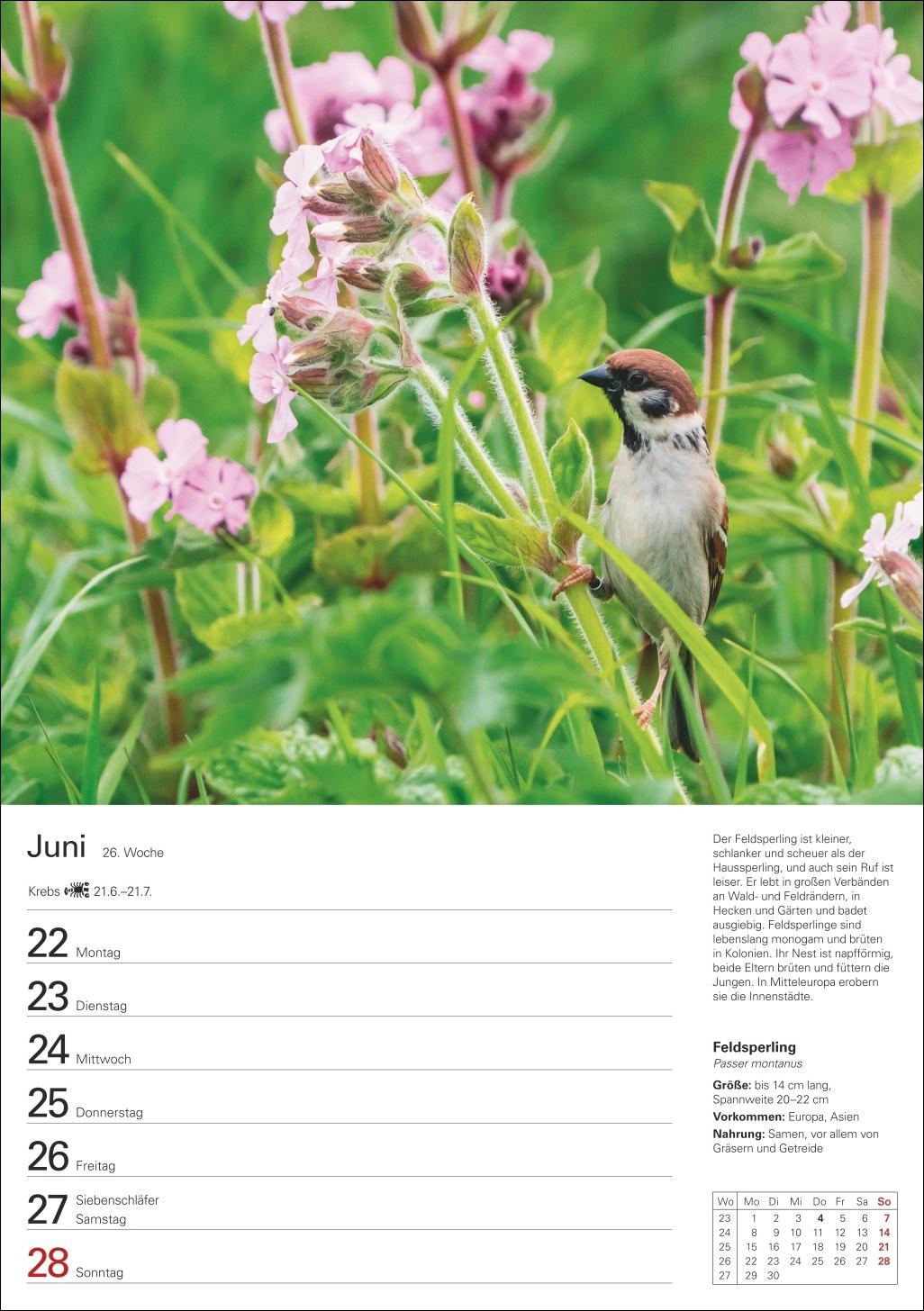 Beispielinhalt (Bild) Heimische Vögel Wochenplaner 2026 - 53 faszinierende Fotografien