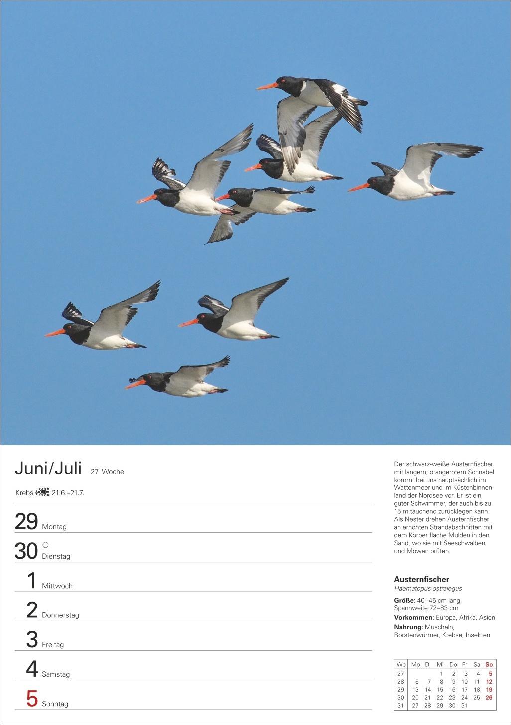 Beispielinhalt (Bild) Heimische Vögel Wochenplaner 2026 - 53 faszinierende Fotografien