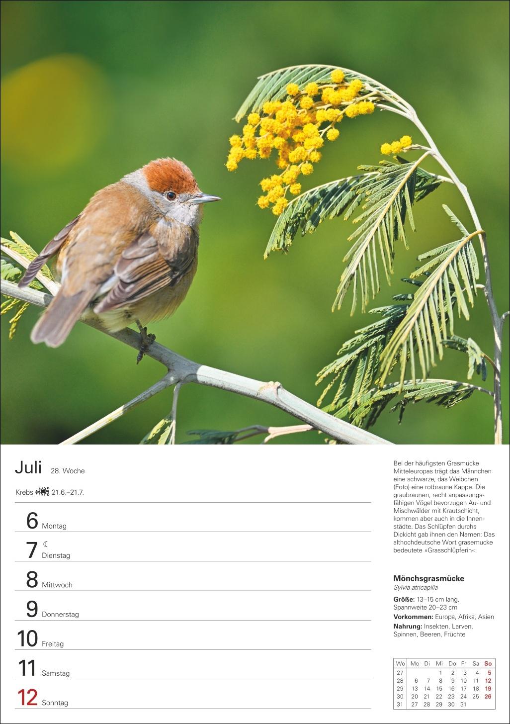Beispielinhalt (Bild) Heimische Vögel Wochenplaner 2026 - 53 faszinierende Fotografien