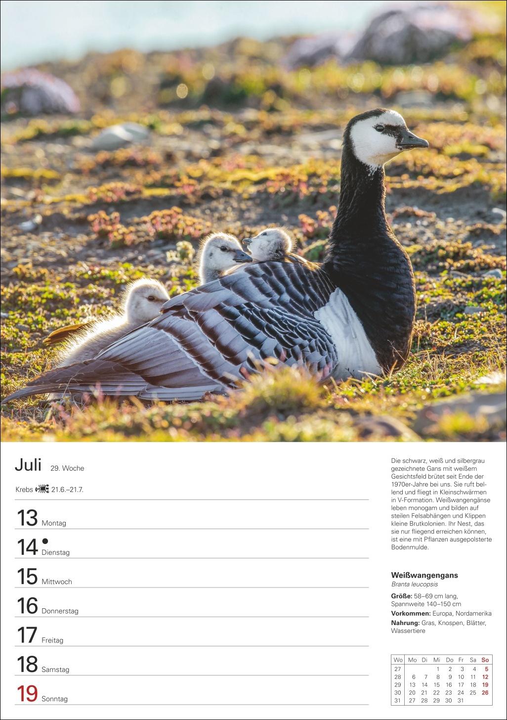 Beispielinhalt (Bild) Heimische Vögel Wochenplaner 2026 - 53 faszinierende Fotografien